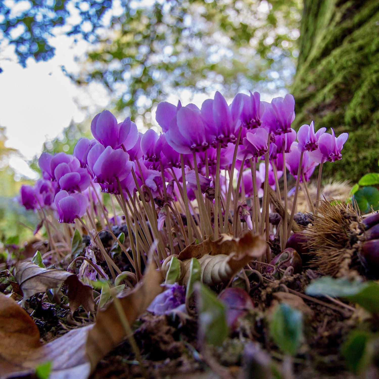#003 Winterharte Alpenveilchen für den Garten