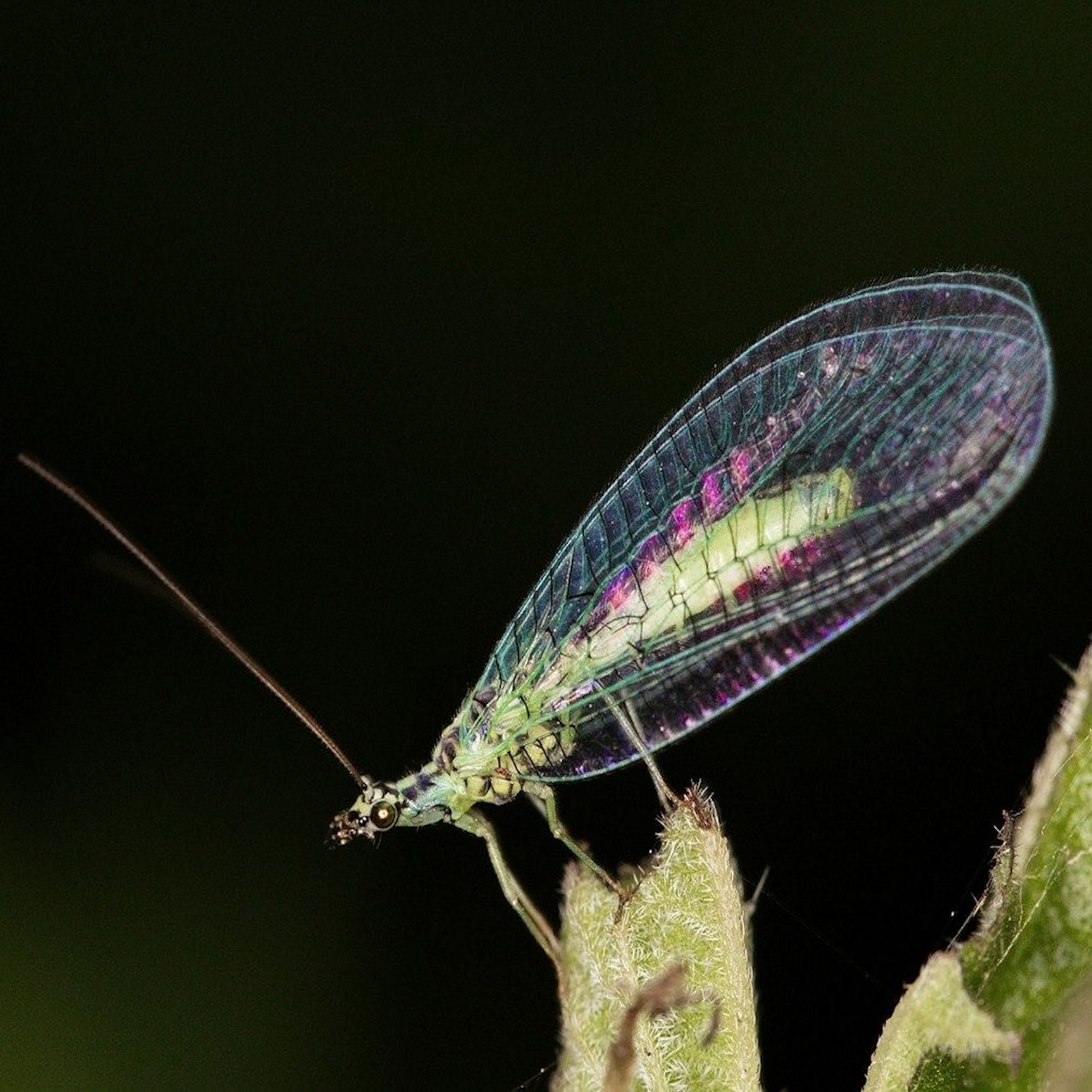 #008 Natürliche Schädlingsbekämpfung III: Die Florfliege