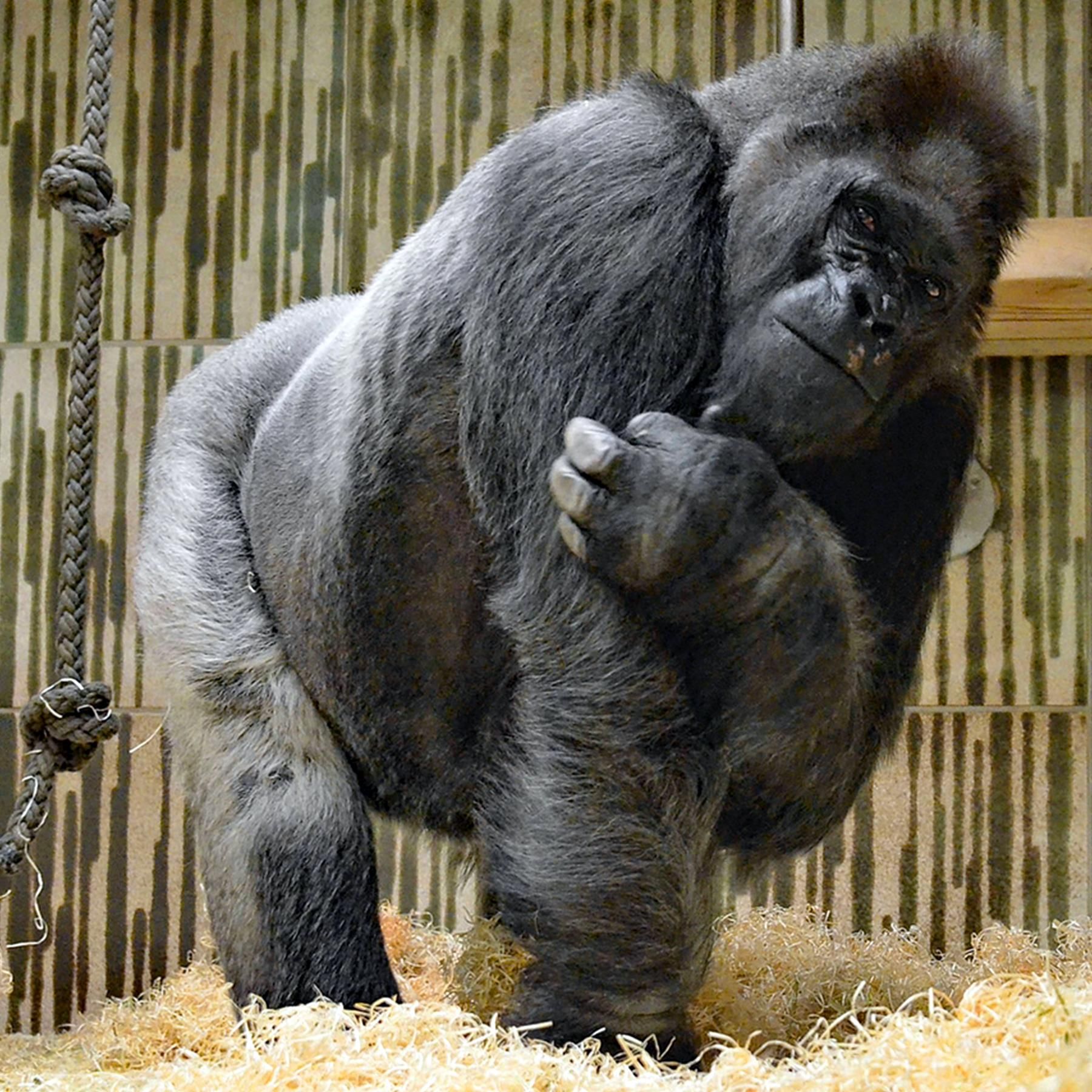 Zu Gast bei Radiowissen: Der Gorilla Fritz (2/3)
