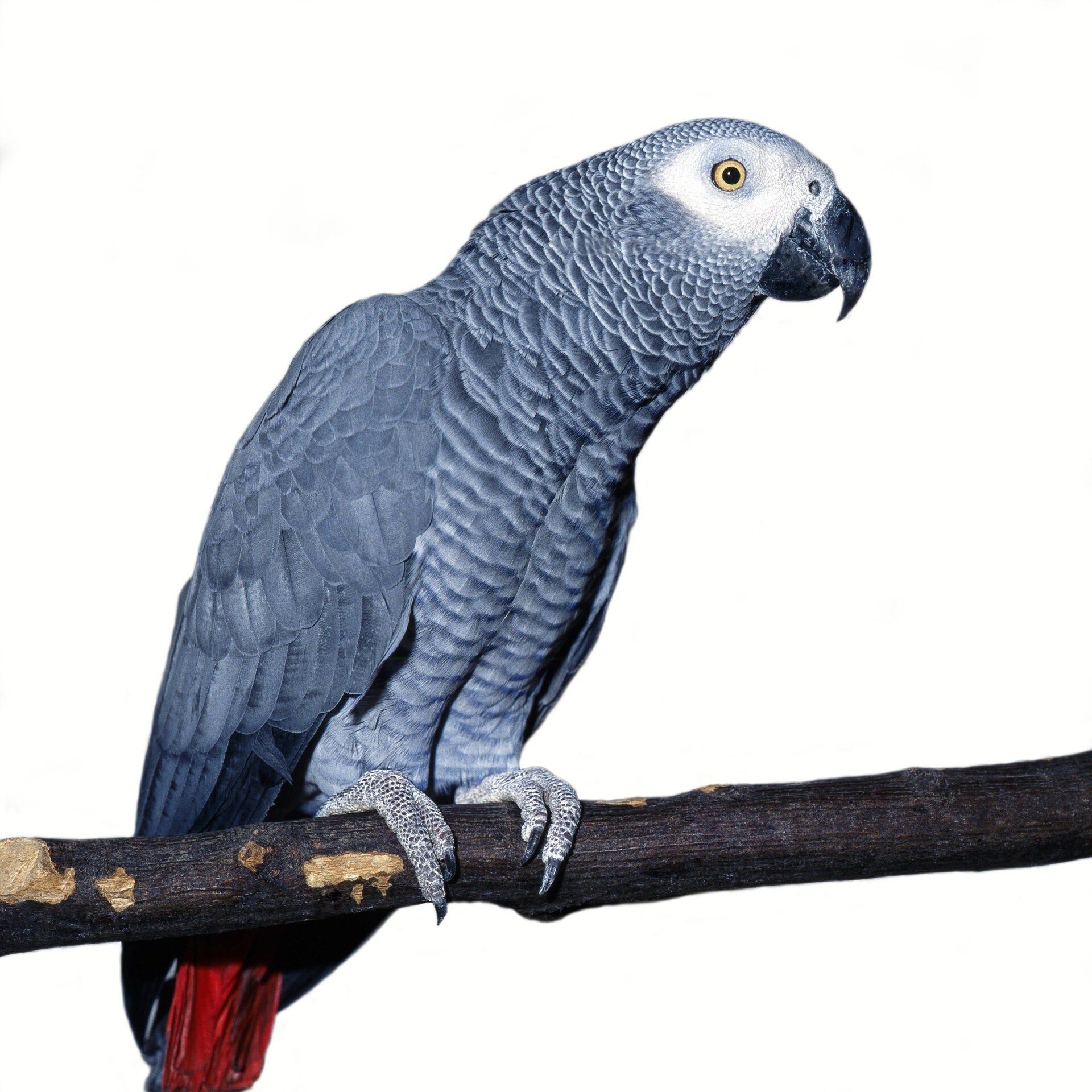 06.09.2007: Der Graupapagei "Alex" stirbt