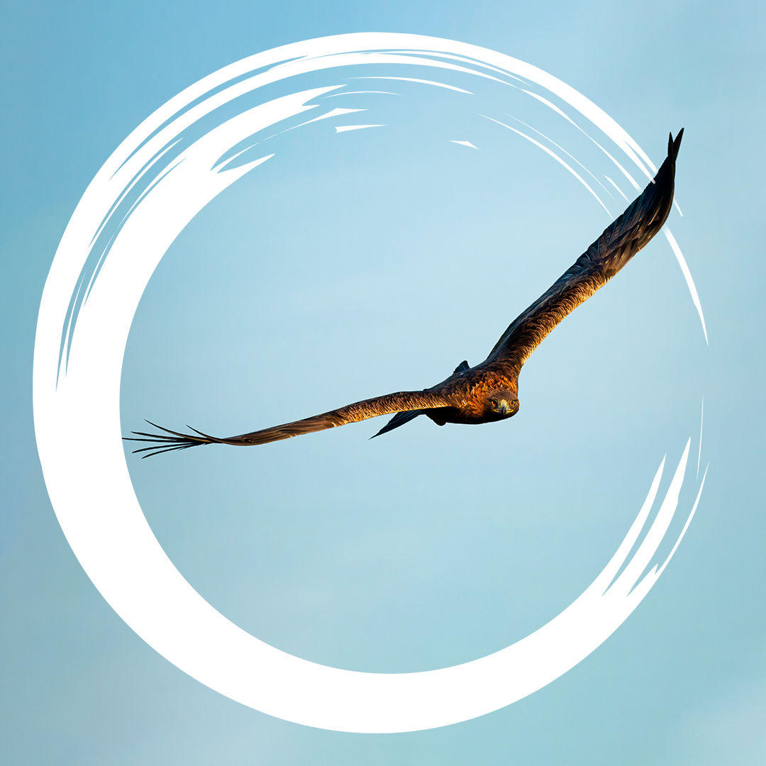 #10 Fliegen: Steinadler im Angeber-Modus und Mauersegler im Dauerflug