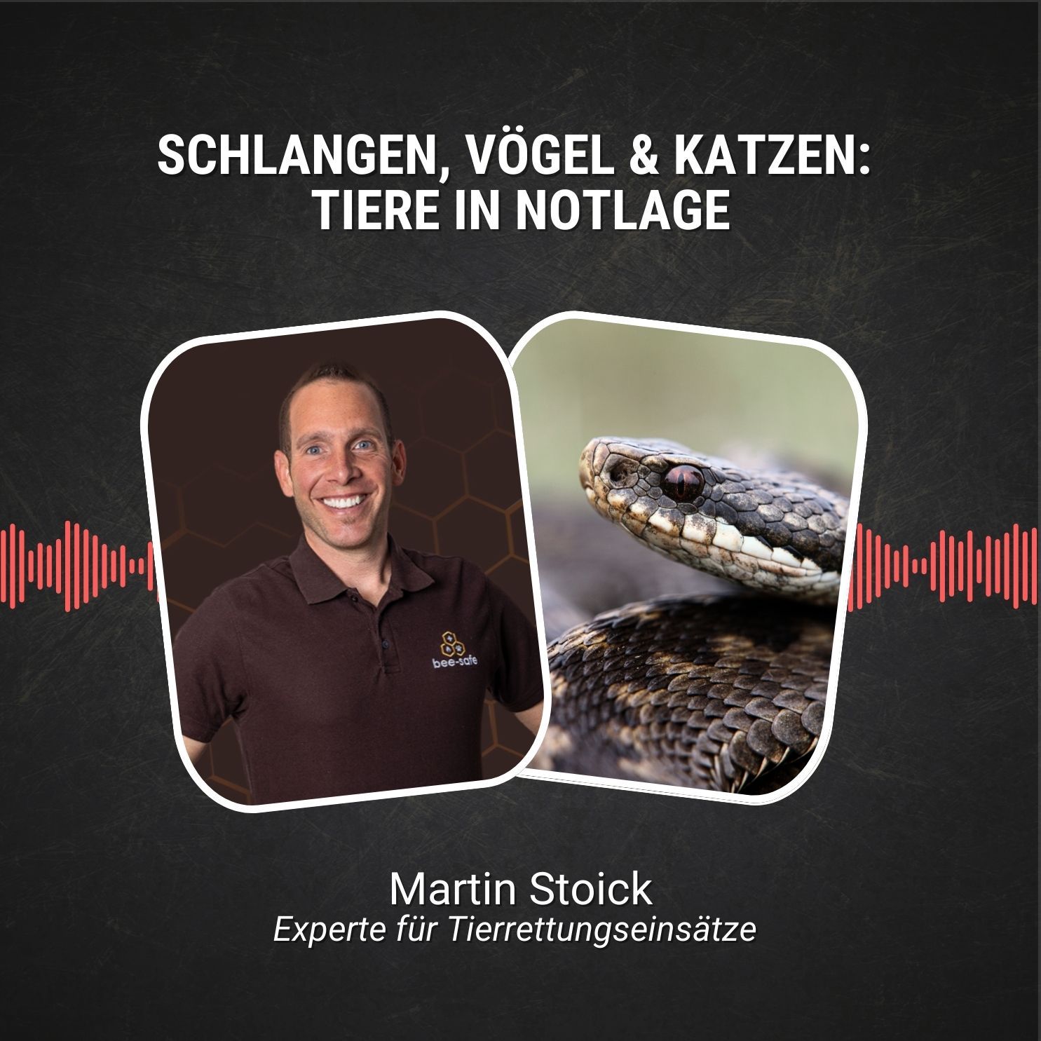 #107: Schlangen, Vögel & Katzen: Tiere in Notlage