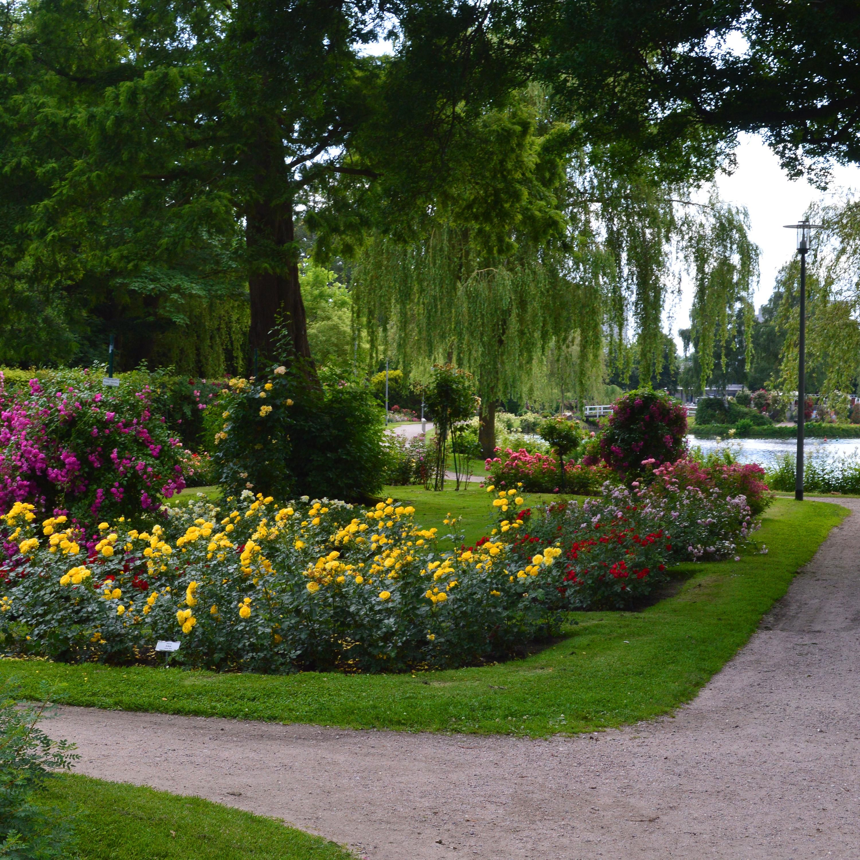 11. Episode: Rosen riechen und entdecken im Rosarium Uetersen