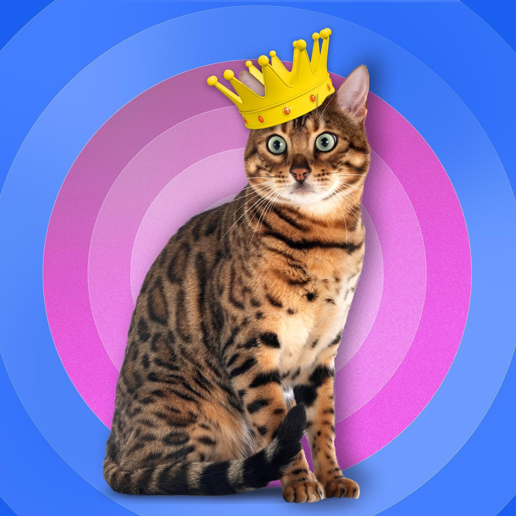 (1/12) Katzen - Wer maunzt und schnurrt denn da?