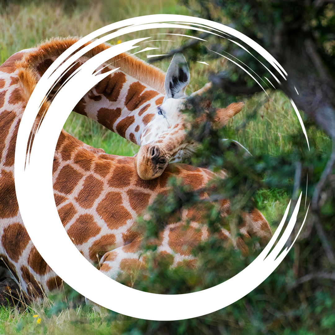 #12 Schlafen: Träumende Fledermäuse und schlafende Giraffen