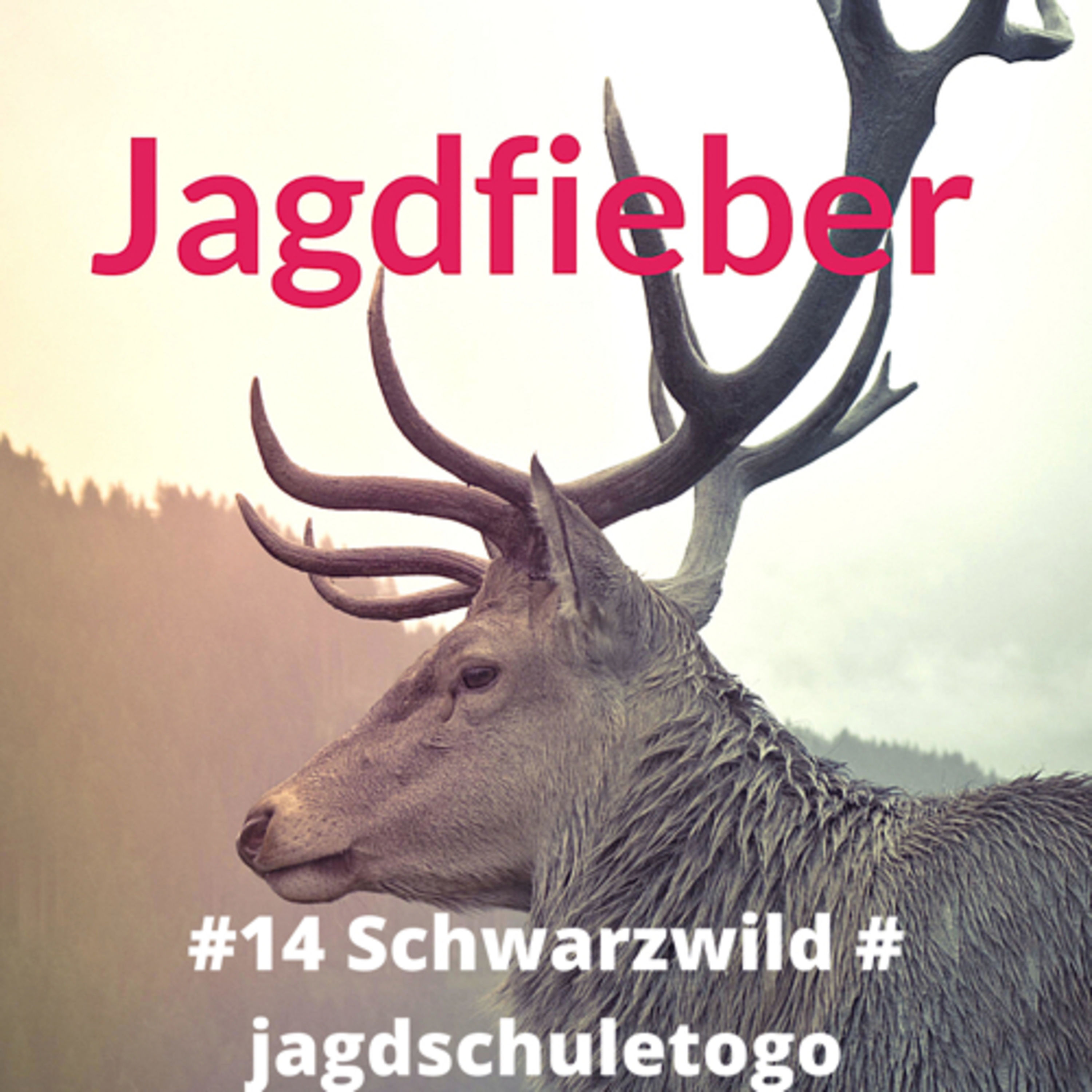 #14 Schwarzwild #Jagdschuletogo #jagd #wild #jägerleben #jagdpodcast 📯🌿🐗 #jagdblog #jungjäger