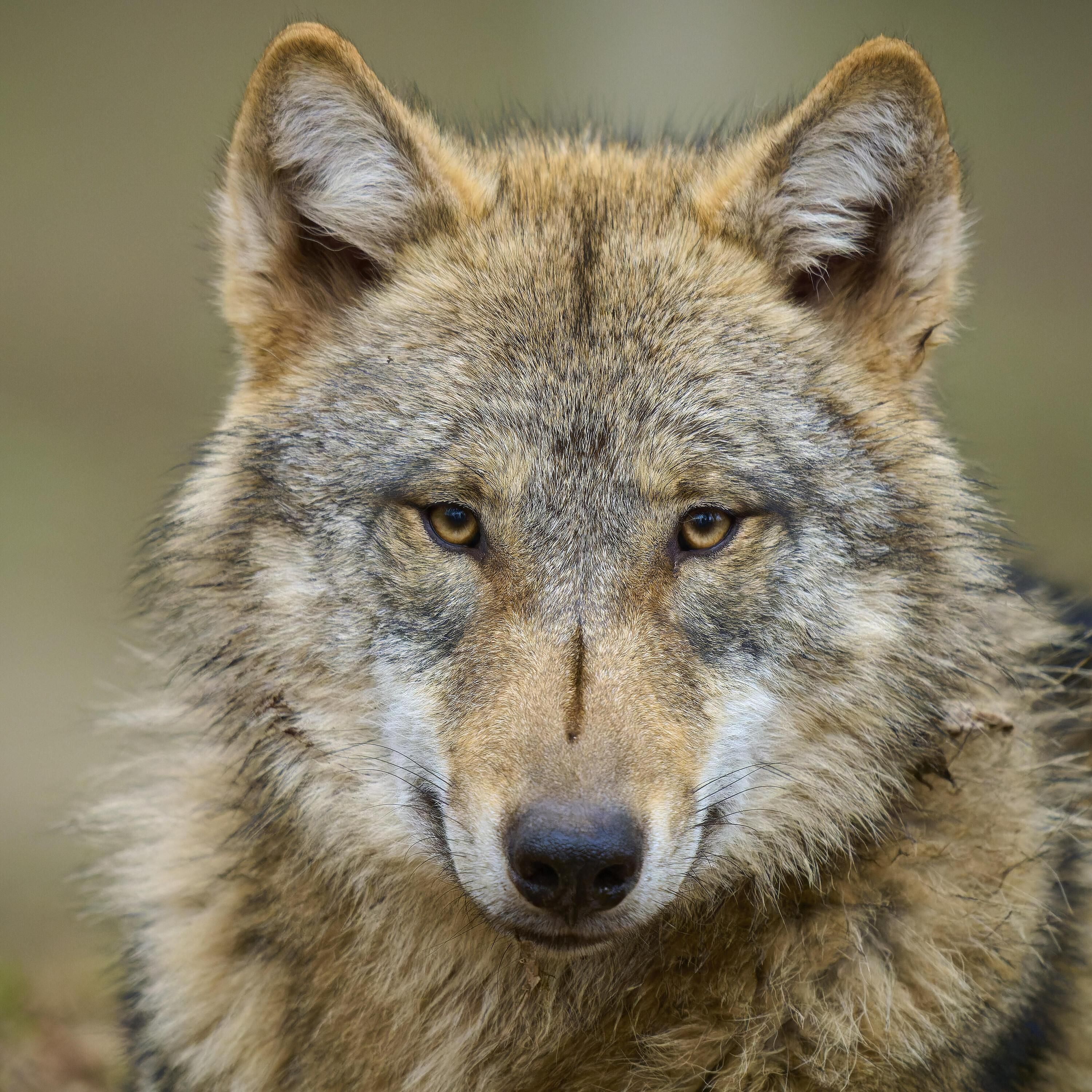 1600 Wölfe leben in Deutschland - abschießen oder schützen?