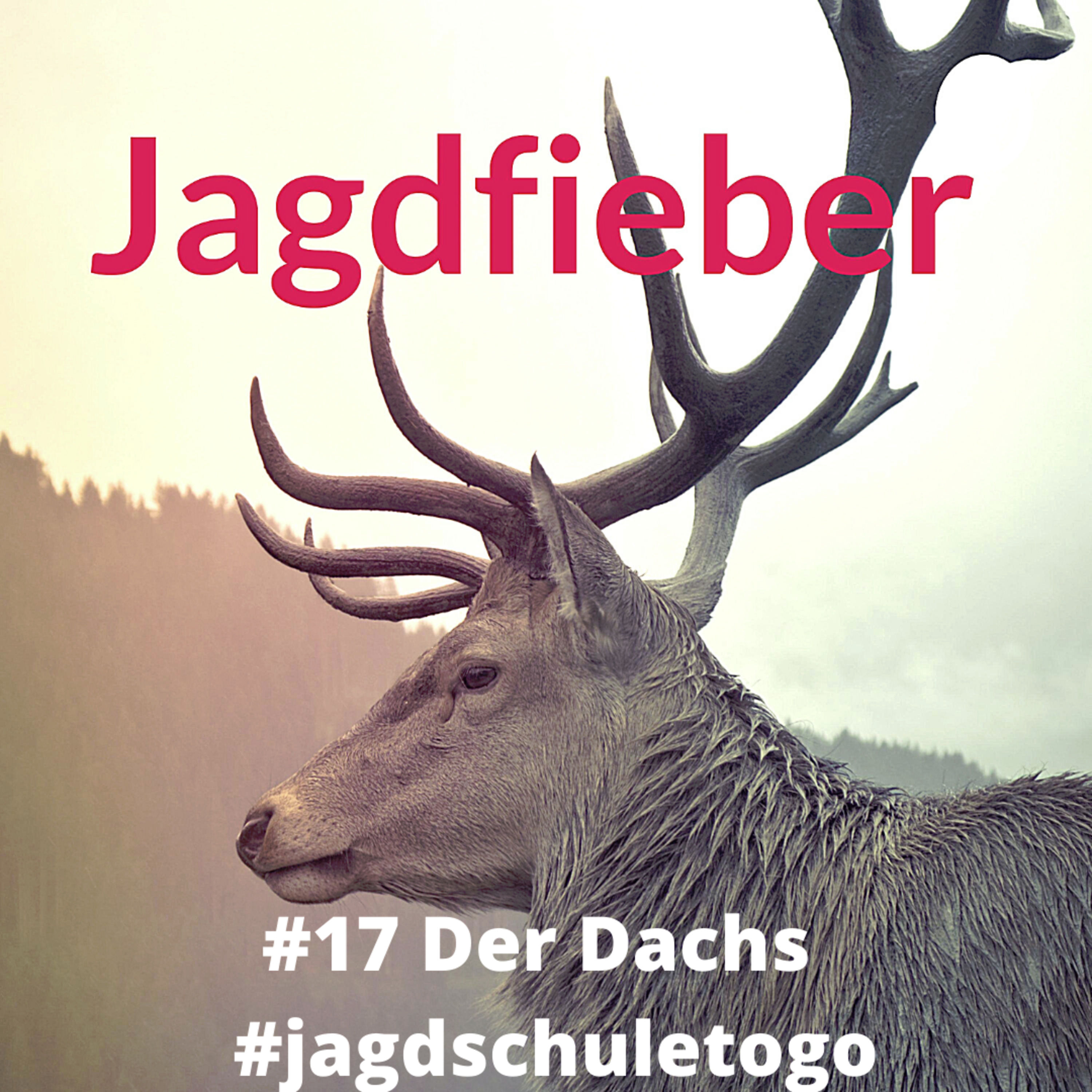 #17 #Der Dachs 🌿📯 #Grimbart #Jagdschuletogo #jagd #wildaufwild #jagdpodcast #jägerleben #jungjäger #hunter #jagdblog