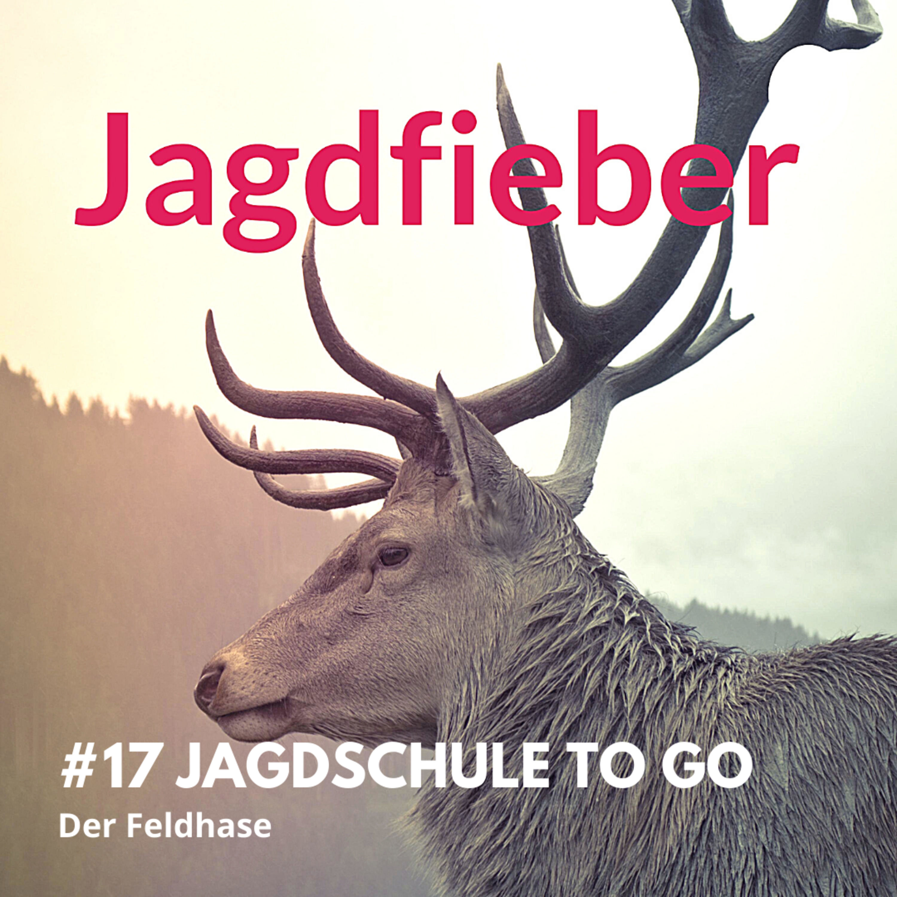 #17 Jagdschule to go "Der Feldhase" #sachsenjägerin #jagdpodcast #jagdschule #jungjäger #wildbiologie #jagdfieber #niederwild #jagen