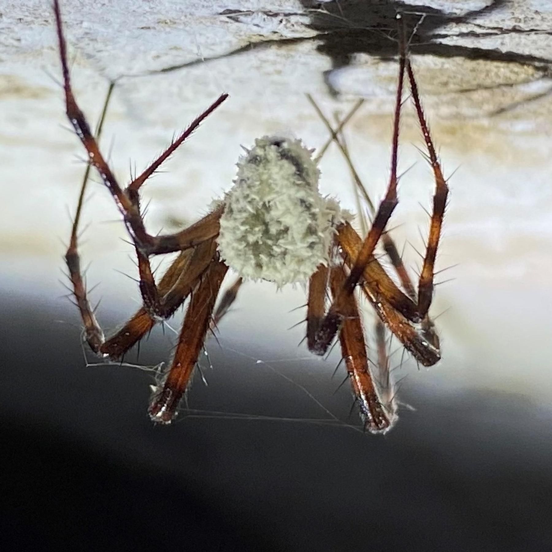 #175 Zombiespinne entdeckt? | Papyrusrollen aus Pompeij entziffert | Feinstaub verlängert Schwangerschaft