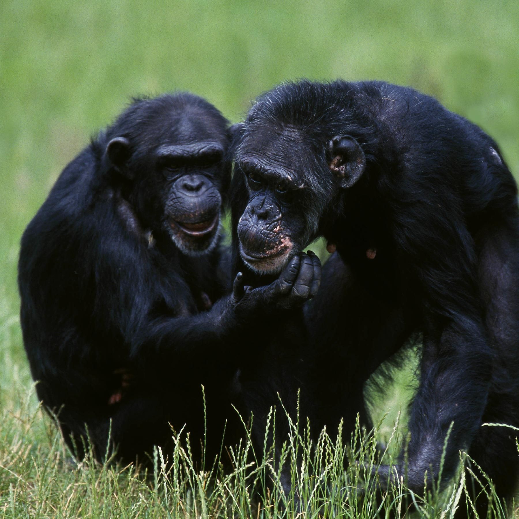 #176 So flirten Schimpansen - in Dialekten | Klimaextreme im 16. Jahrhundert entschlüsselt