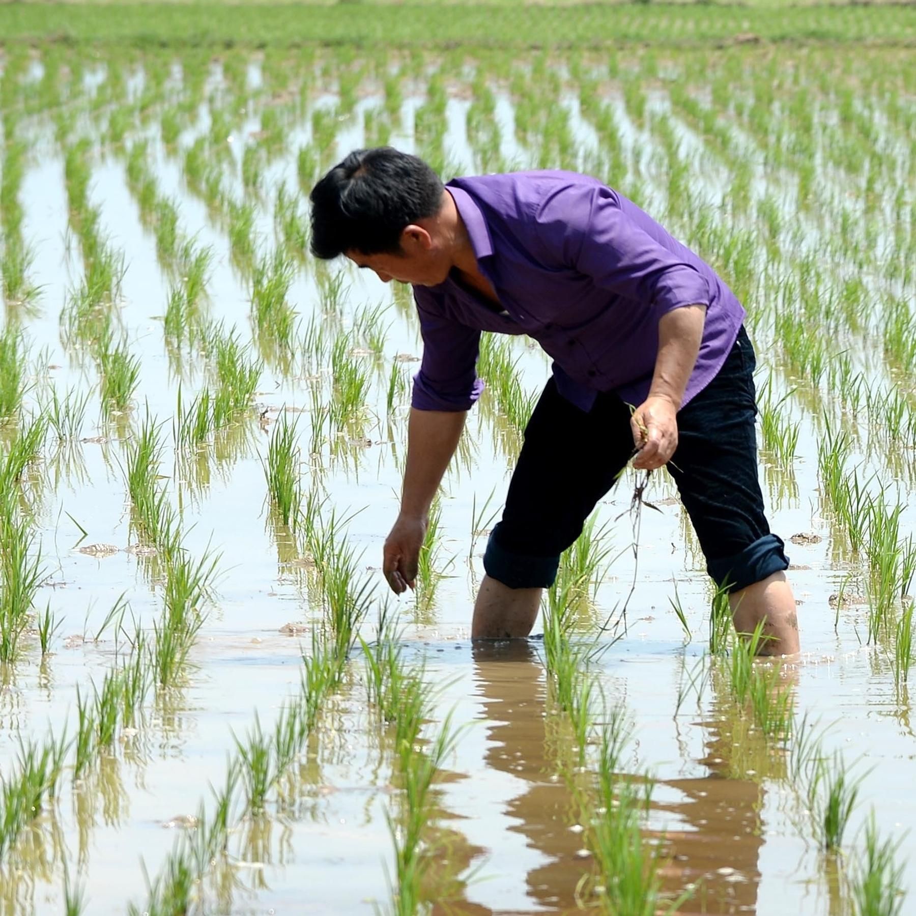 #177 Dieser Reis erzeugt 70% weniger Methan | Klimafreundlicher Reis