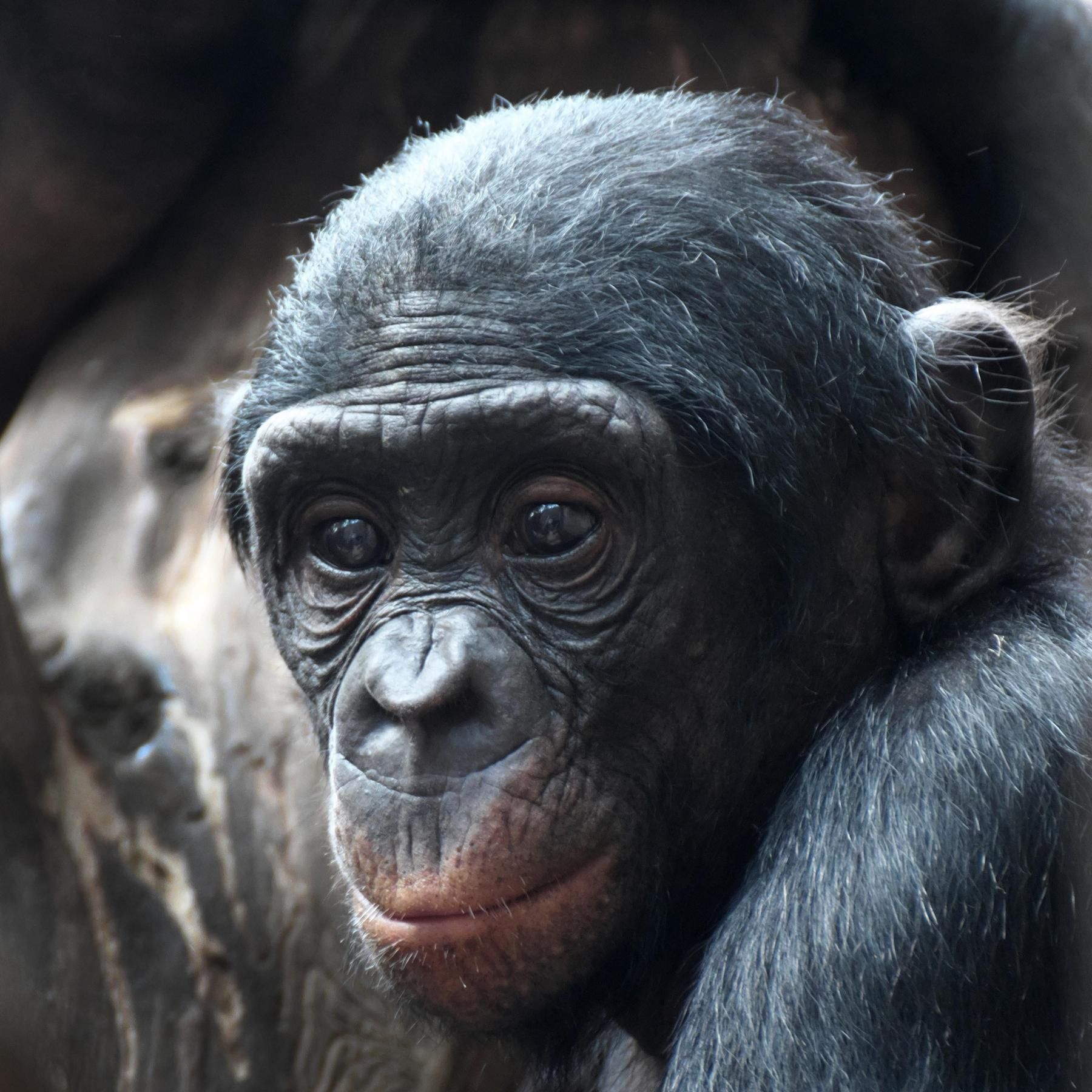 #179 Experiment: Kann der Affe das? - Bonbobos sollen sich in Menschen hinein versetzen