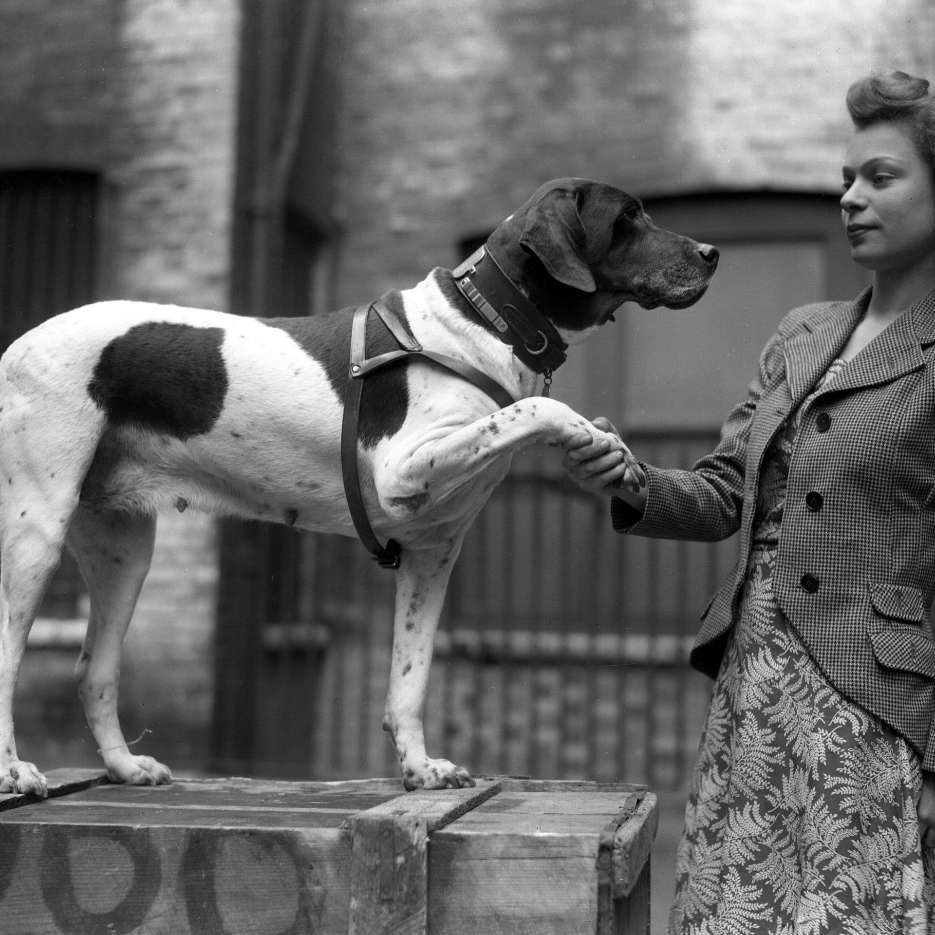 18.03.1942: Schiffshündin Judy wird Kriegsgefangene Nr. 81A