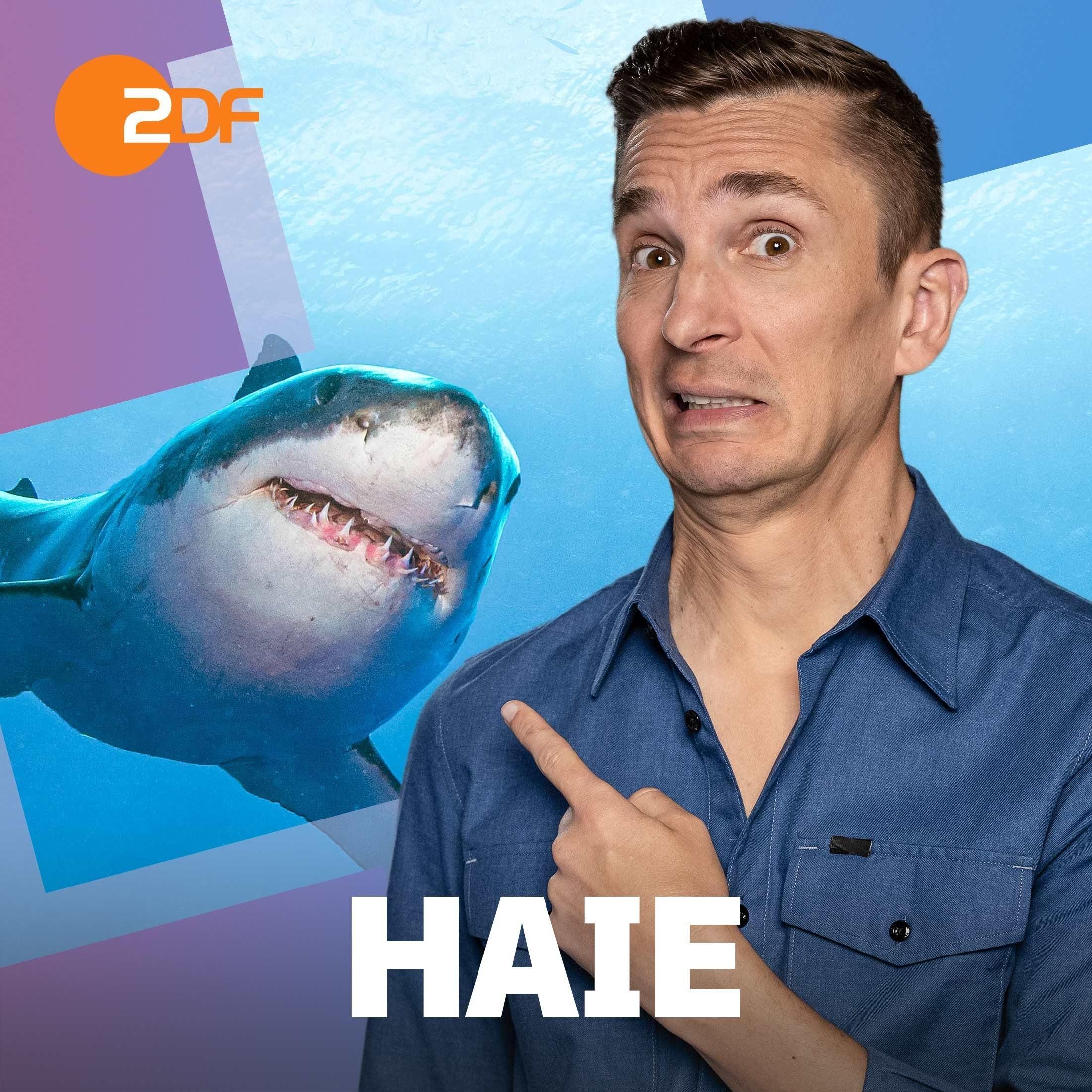 19| Haie: Das passiert (nicht), wenn sie dir im Meer begegnen