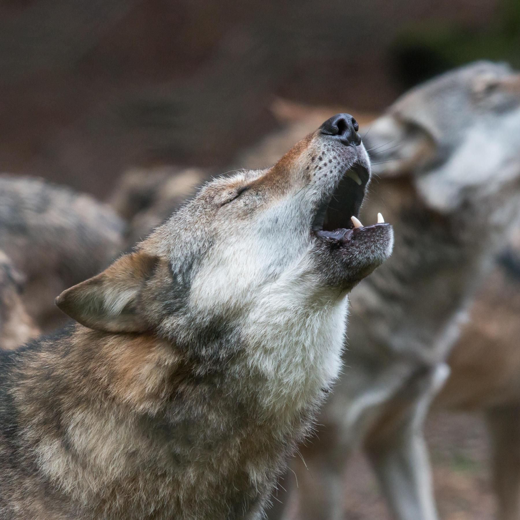 #196 Tier-Spezial: Der Wolf ist zurück bei uns - Über 22.000 | Dieser Leguan hat Seefahrer-Qualitäten