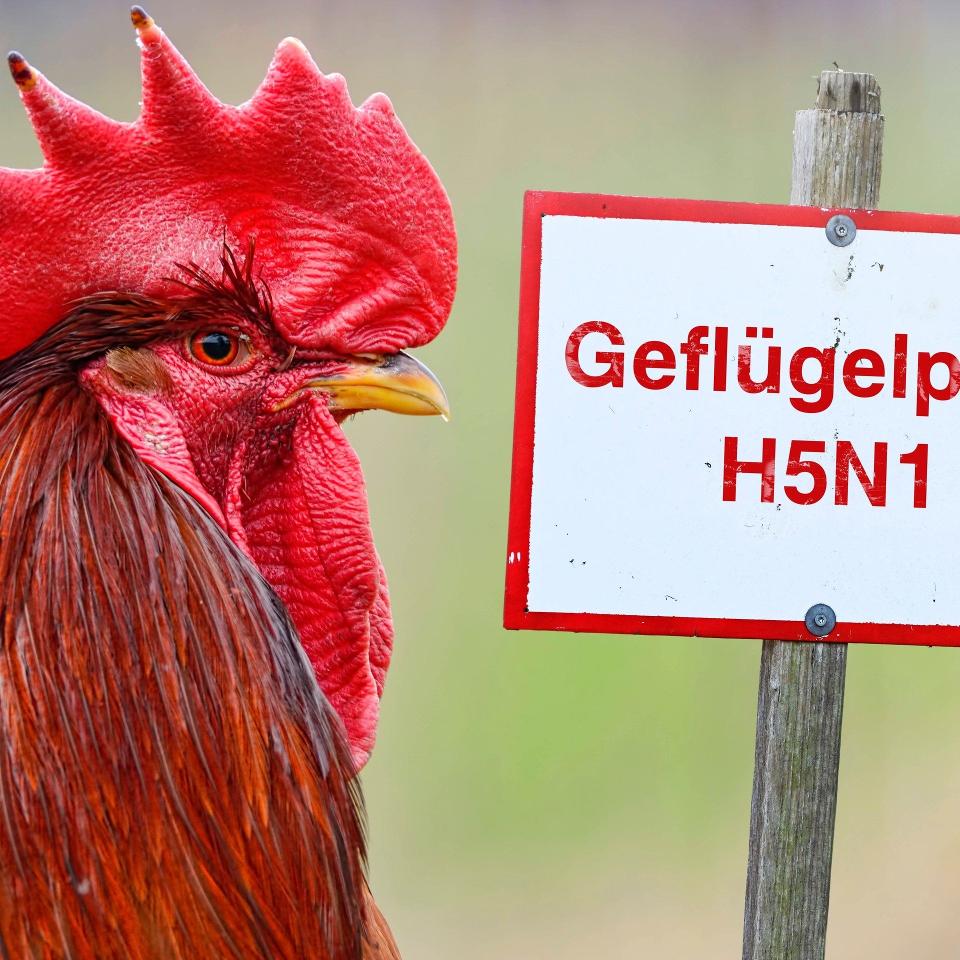 20 Jahre Vogelgrippe in Gefügelzucht: Wenn das Bioei-Regal leer ist oder die Packung Eier auf einmal mehr kostet