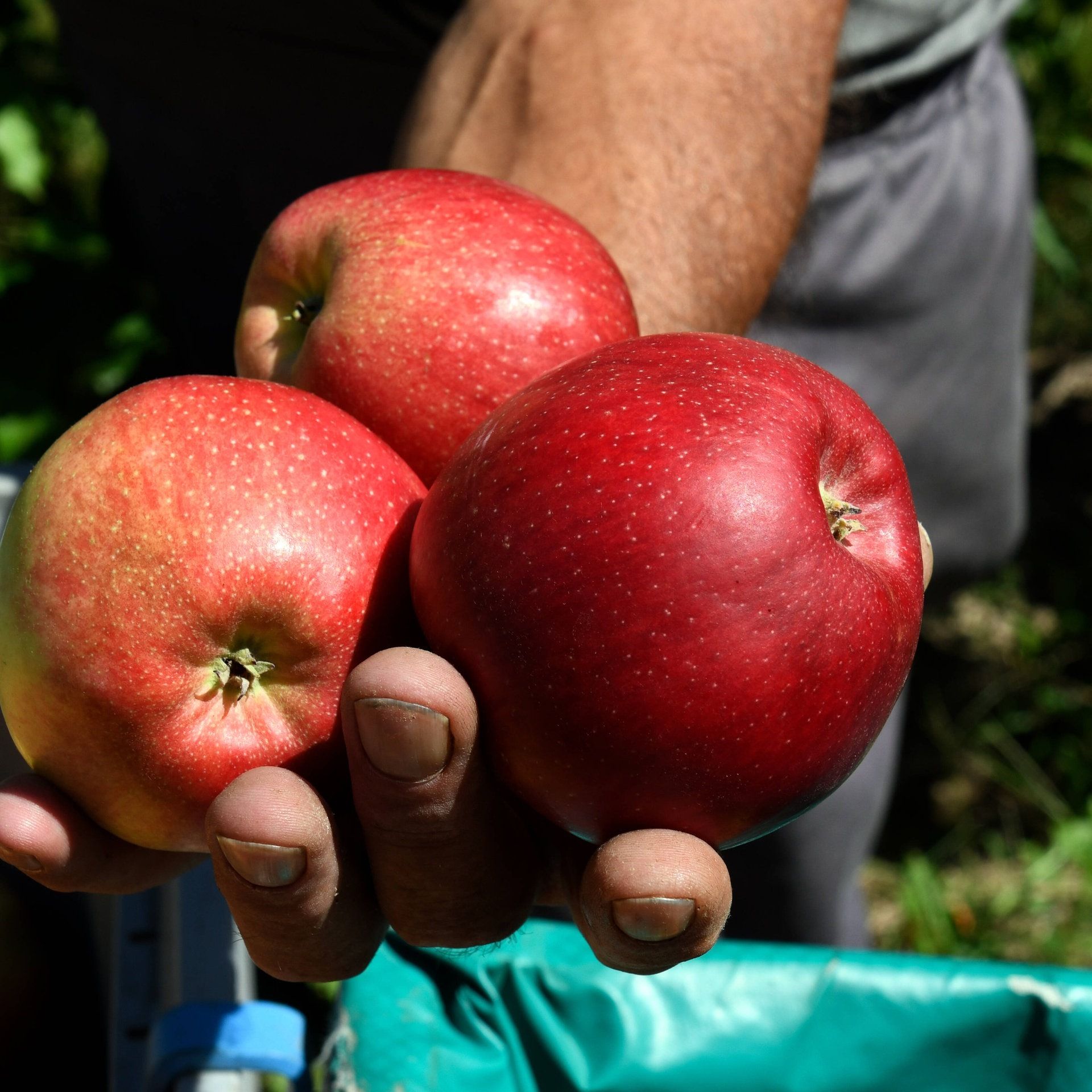 2025 war ein sehr gutes Apfeljahr: Zweithöchste Ernte der vergangenen zehn Jahre