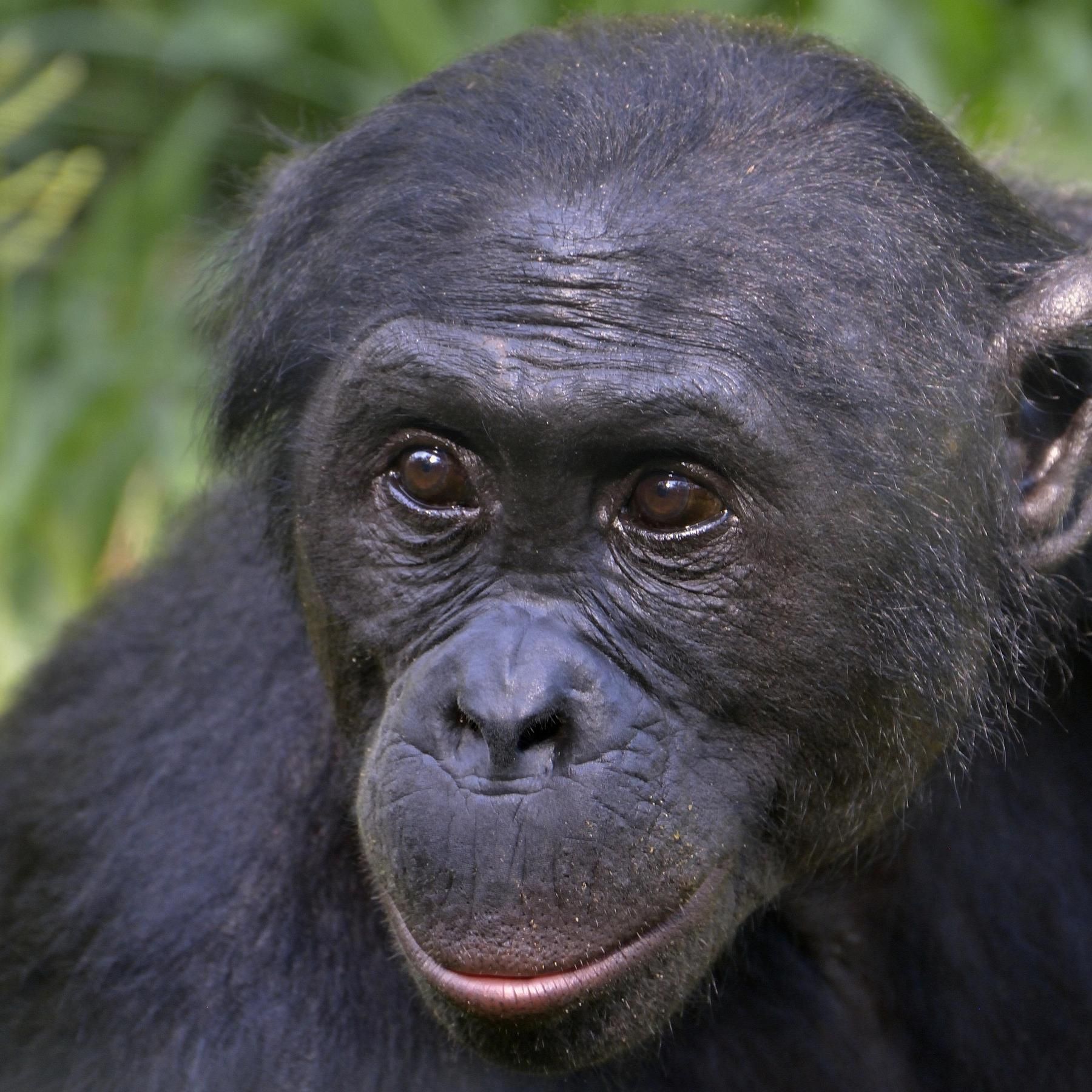 #212 Bonobo-Schimpansen mögen Gerechtigkeit | Fadenwürmer inspirieren Roboter