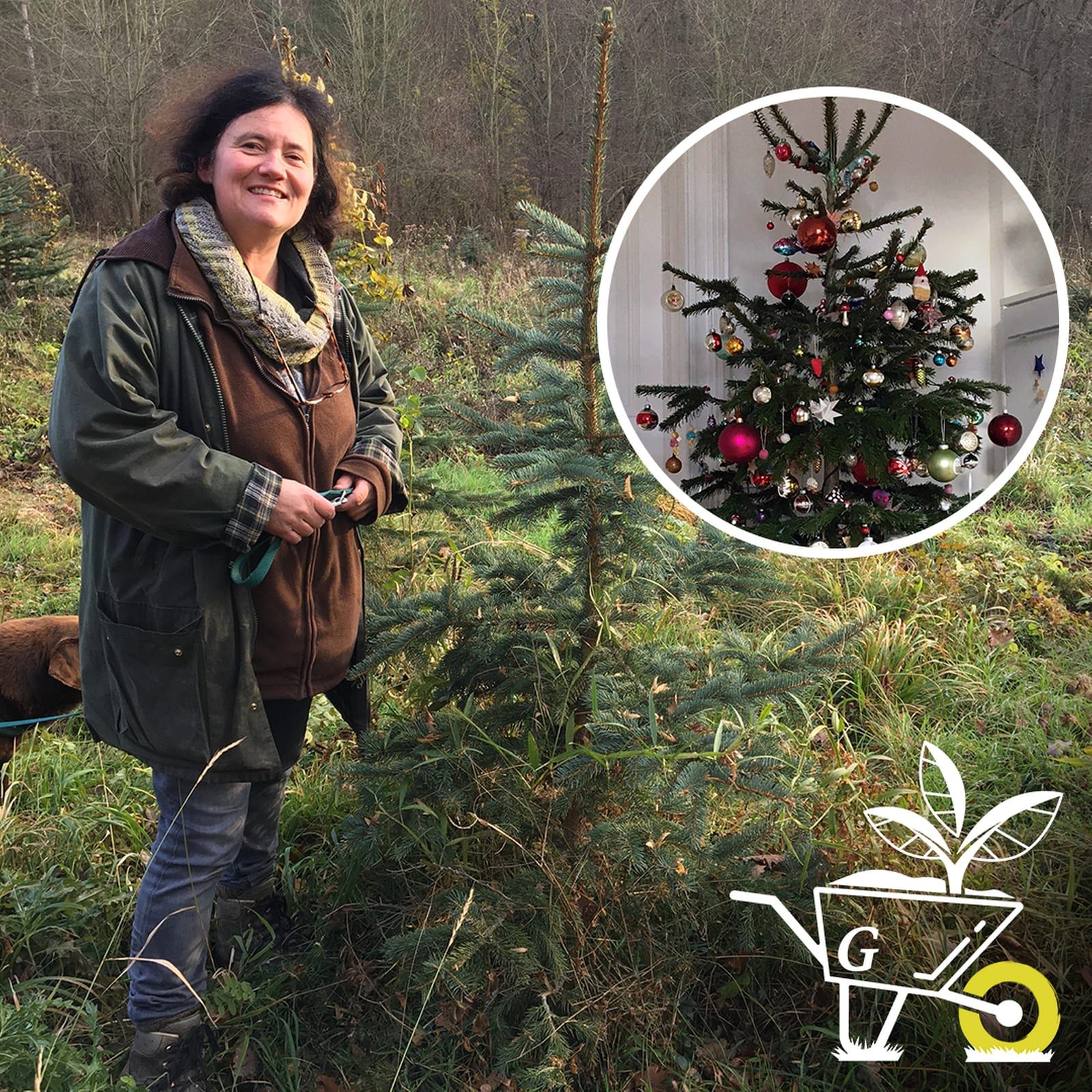 #22: Auf der Suche nach dem perfekten Weihnachtsbaum