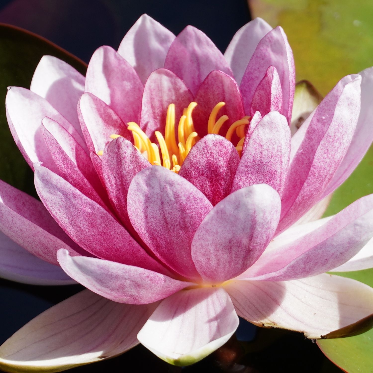 22 - Aurie und das Mitgefühl