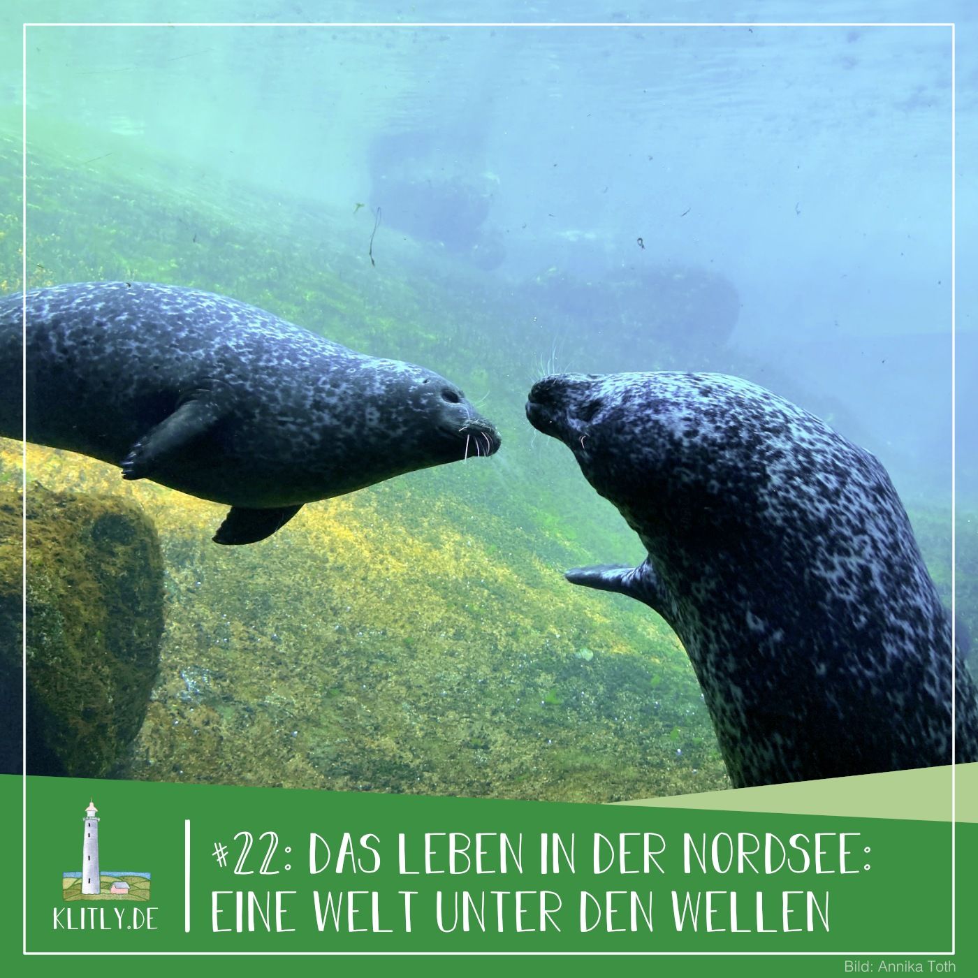 #22 - Das Leben in der Nordsee: Eine Welt unter den Wellen