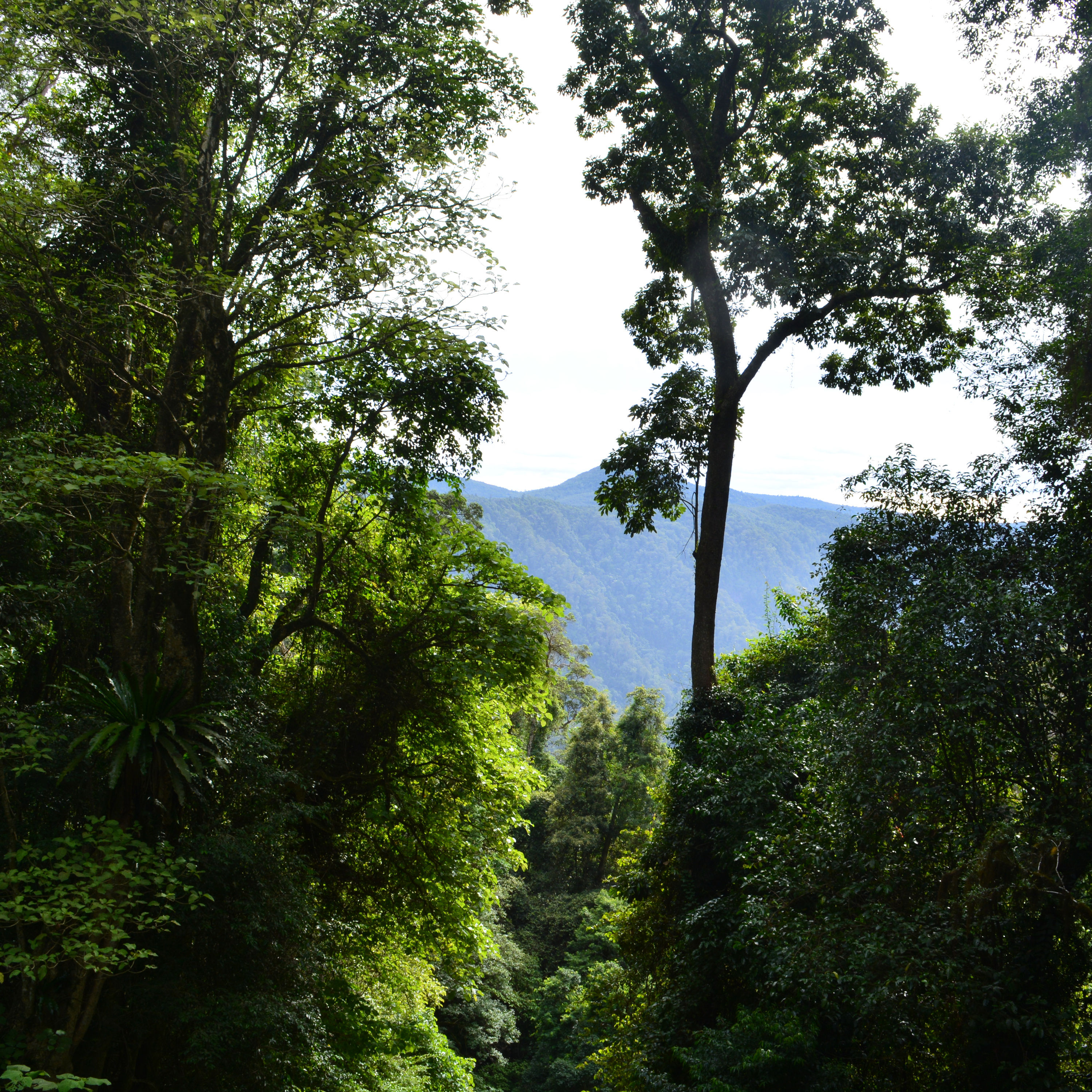 #22 Der stille Urwald und das Meer