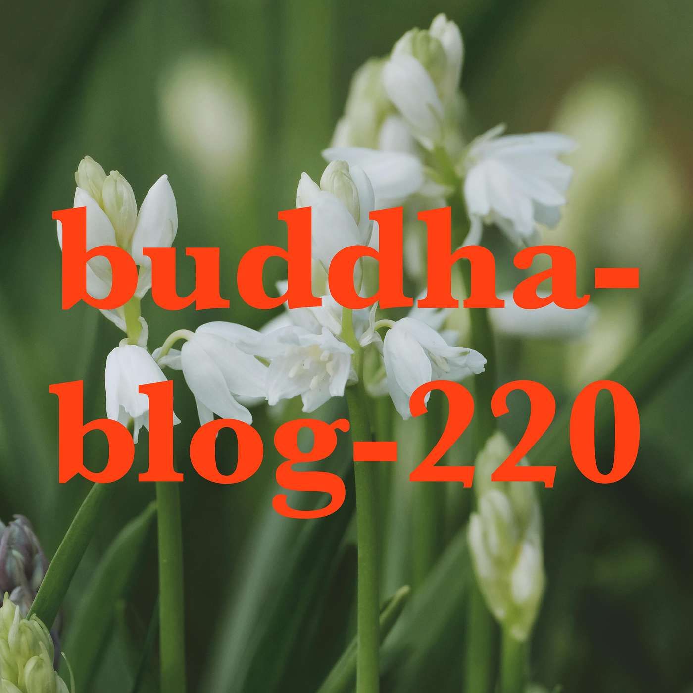 220-Übersäuerung - Buddha Blog - Buddhismus im Alltag