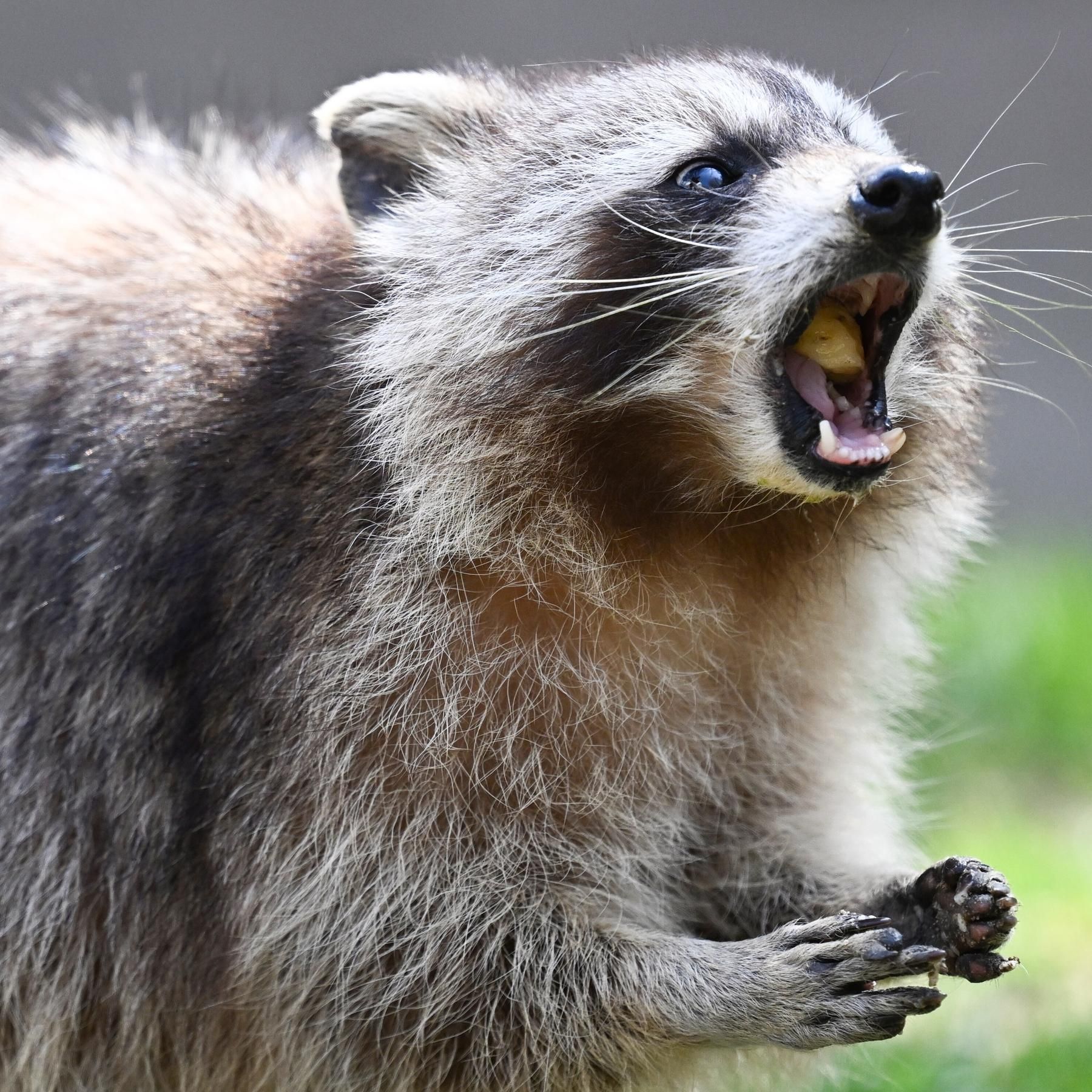 #222 Invasive Art: Der Waschbär ist ein Problem-Bär | Ist das Leben erleuchtet?