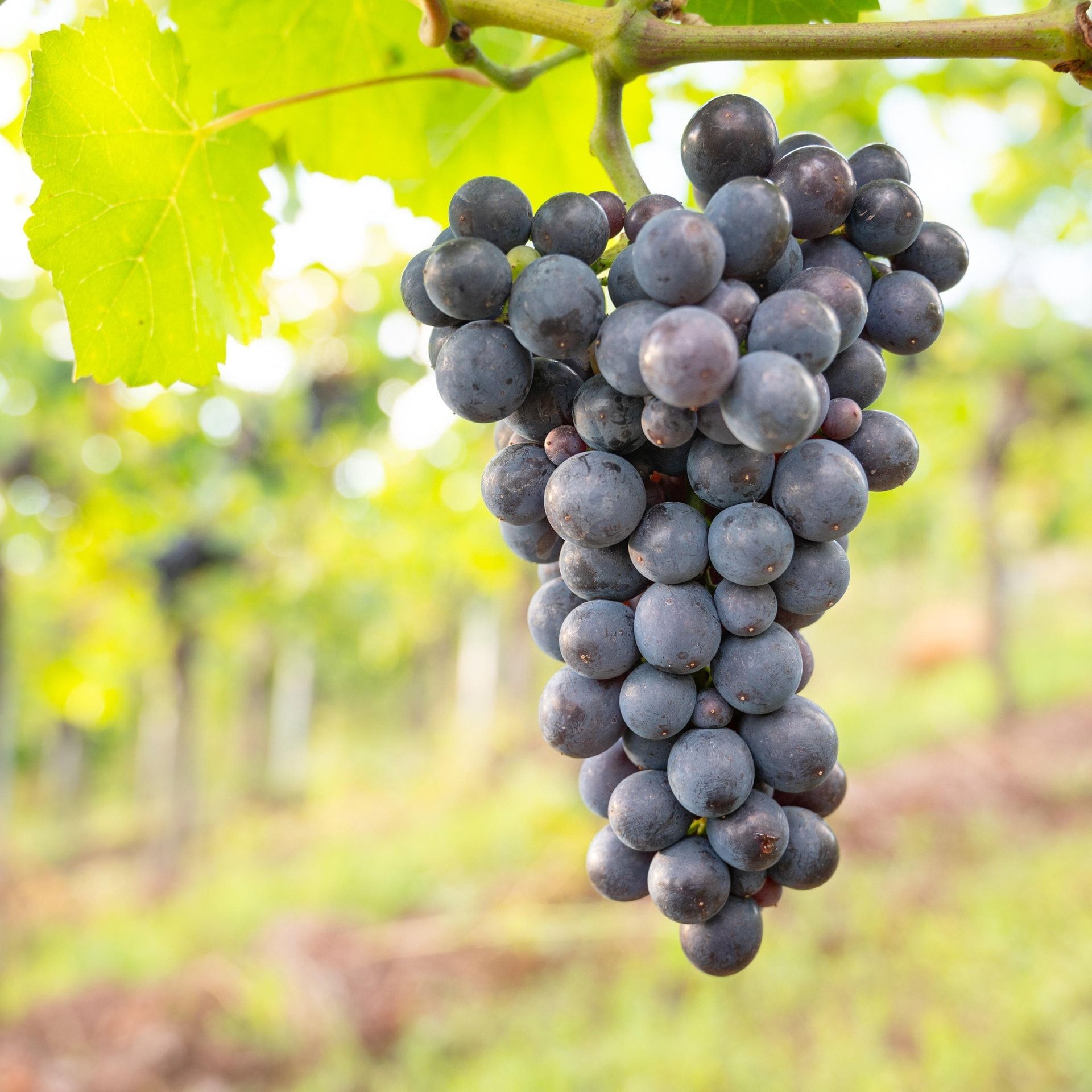 25.02.1926: Winzer stürmen das Finanzamt von Bernkastel-Kues