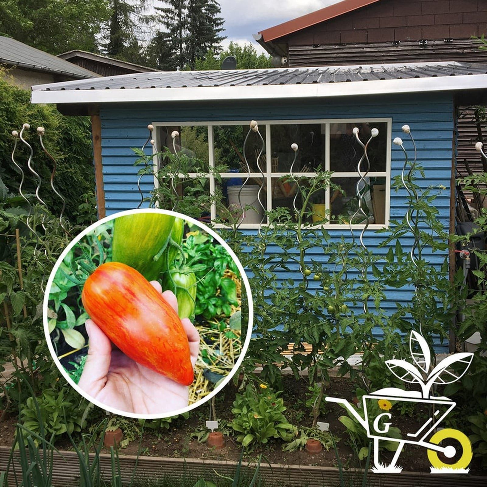 #29: Tomaten anbauen und selber Jungpflanzen vorziehen