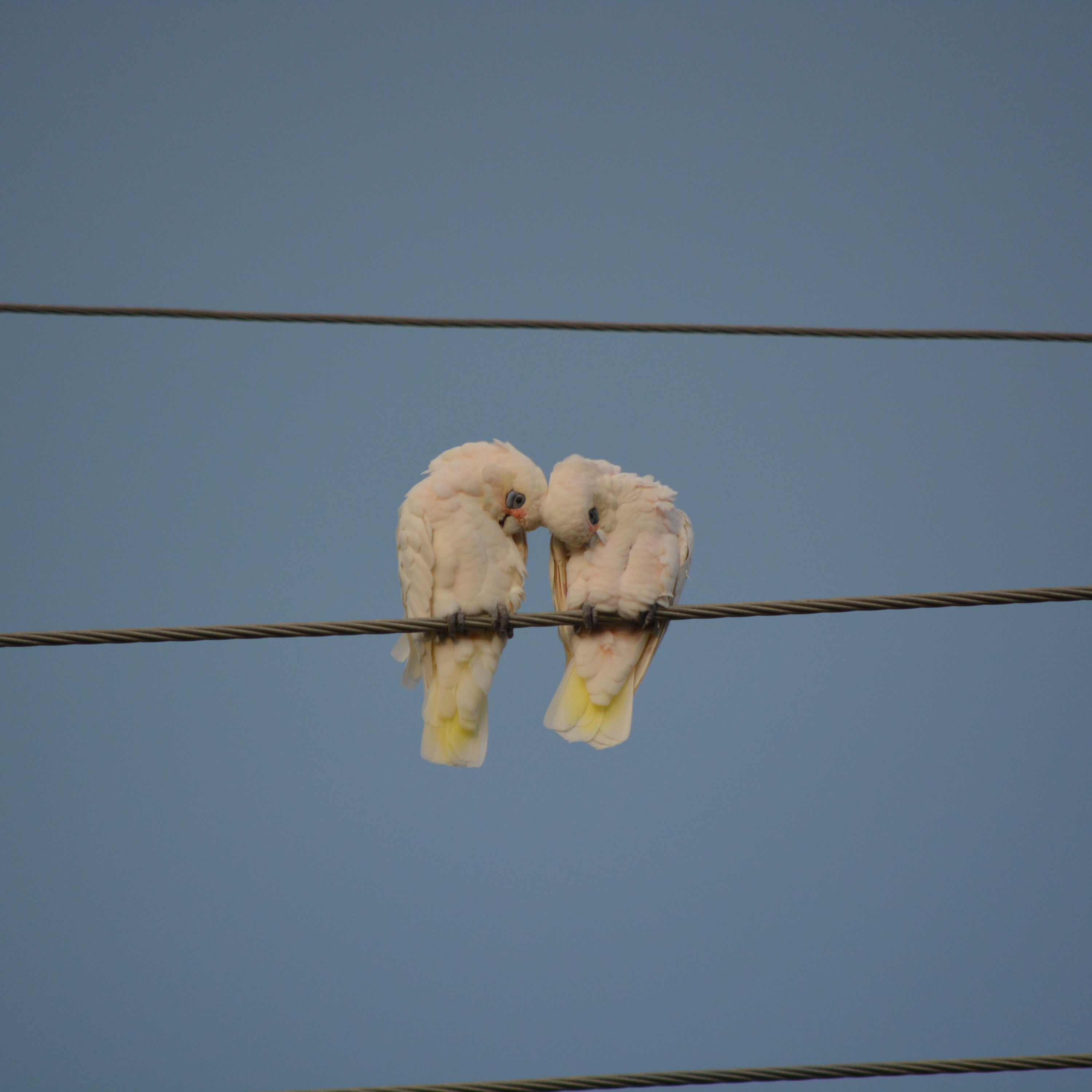 #29 Von Noosa nach Bribie Island