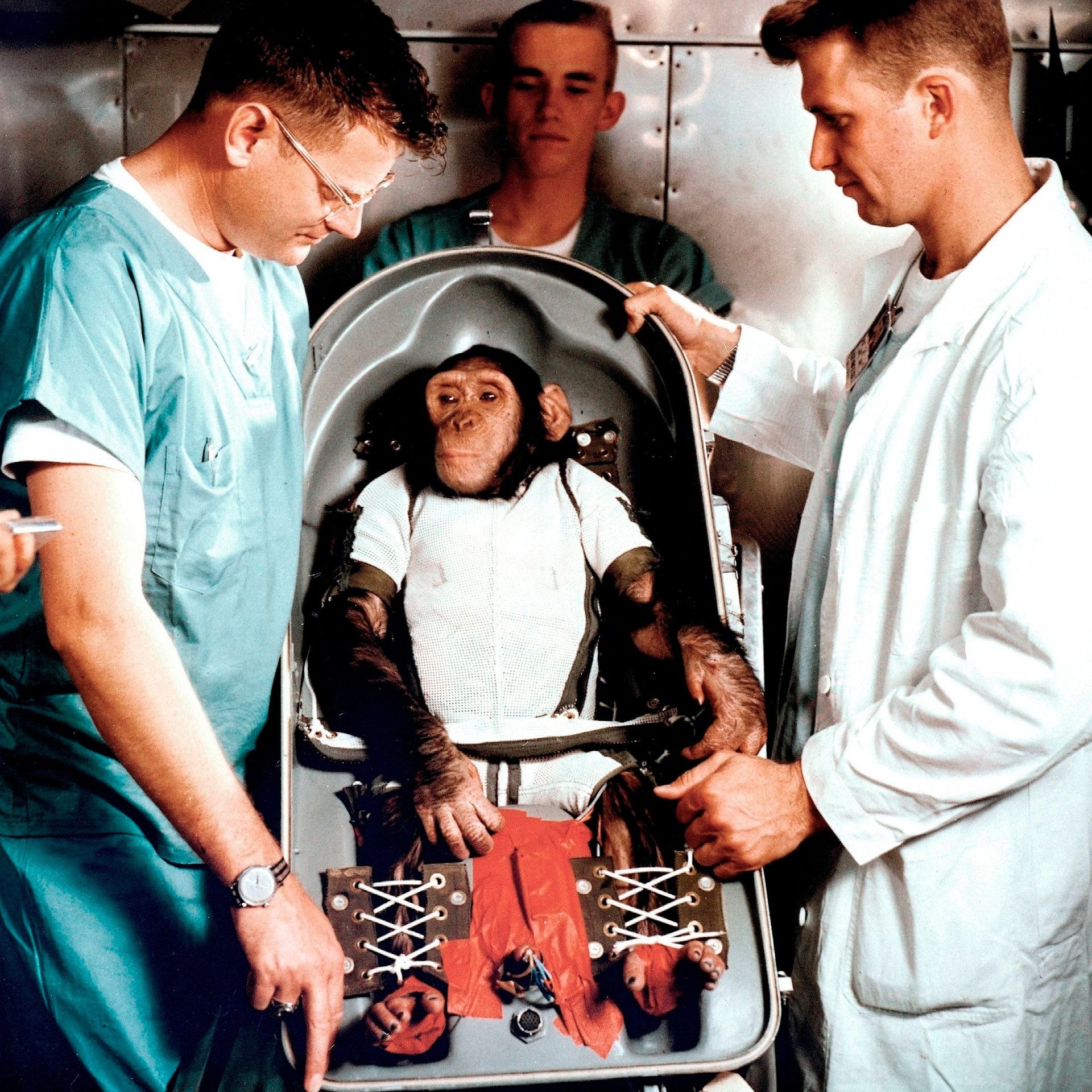 31.01.1961: Der Schimpanse HAM fliegt ins Weltall