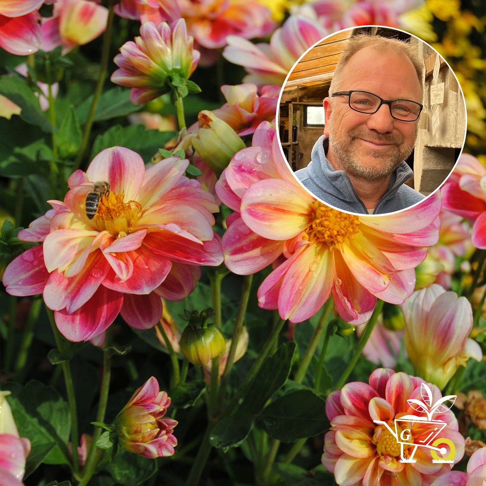#32: Dahlien im Garten pflanzen und richtig pflegen