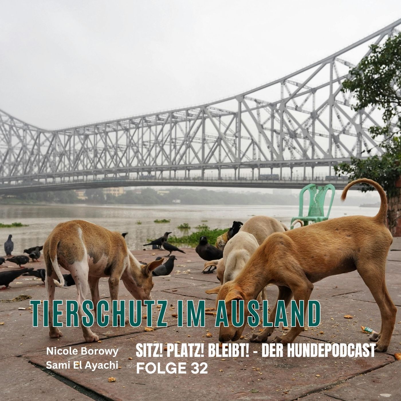 #32 Tierschutz im Ausland