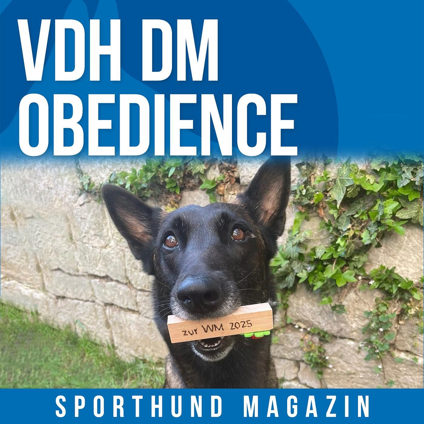 #32 VDH DM Obedience