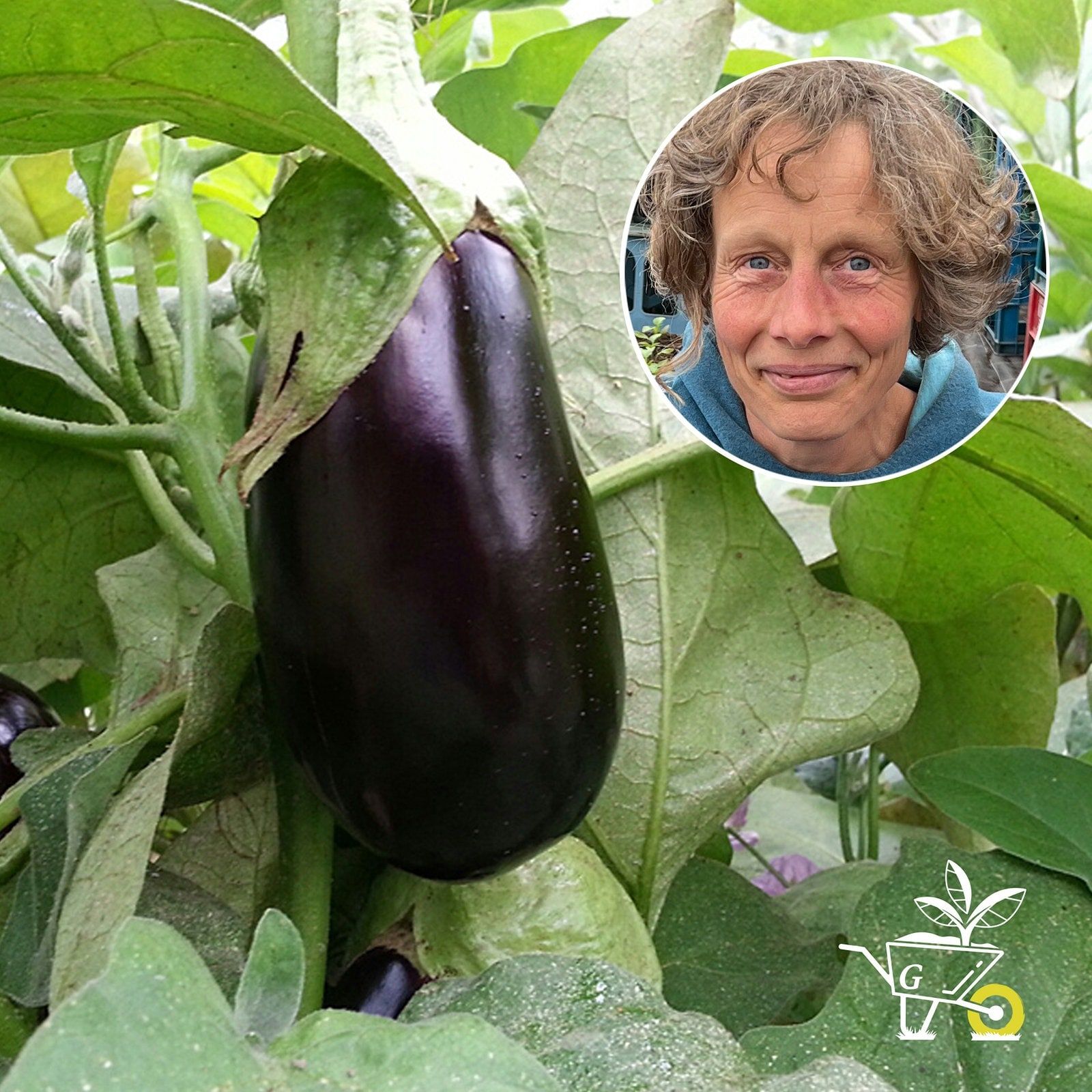 #33: Aubergine, Paprika, Gurke - empfindliches Gemüse anbauen