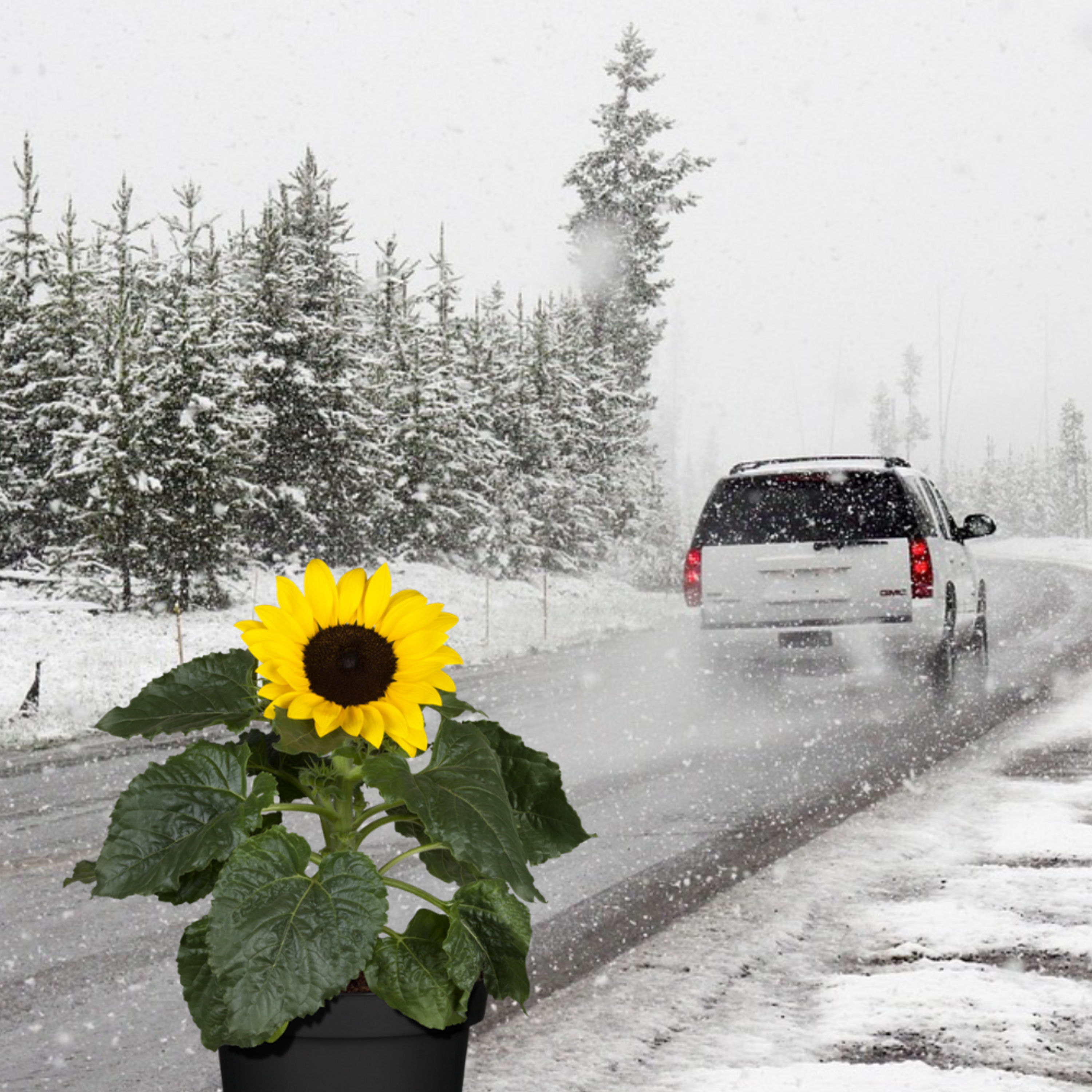 #33 • Der frühe Wintereinbruch in Deutschland, vor Freude jubelnde Wählerherzen und die große Angriffsfläche bei den moralingestärkten Sendungsbewussten