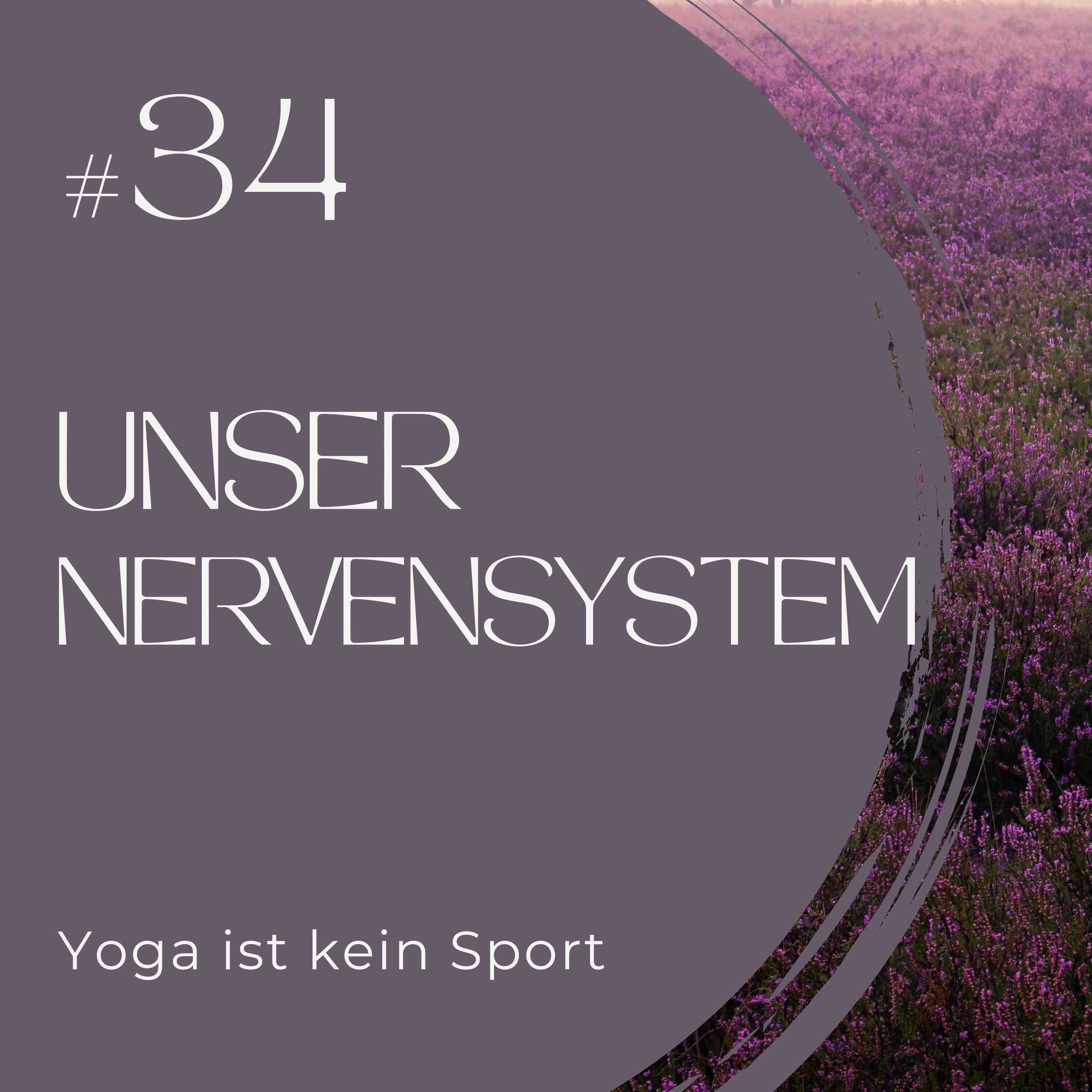 #34 Das Nervensystem