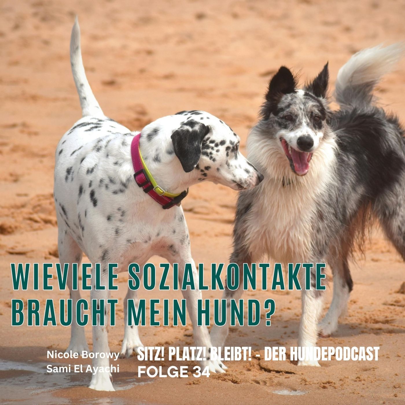 #34 Wieviele Sozialkontakte braucht mein Hund?