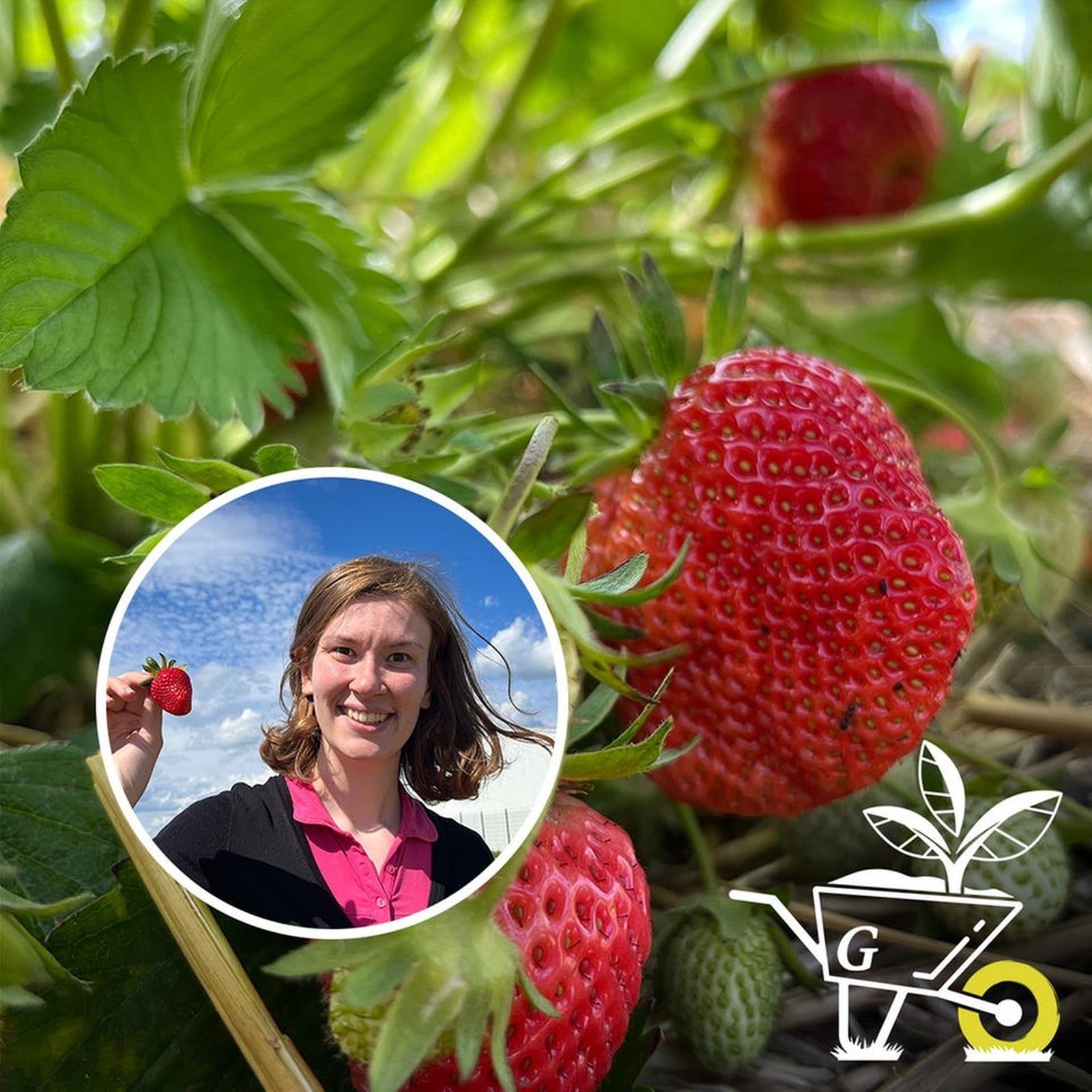 #35: Tipps und Tricks rund um den Anbau von Erdbeeren