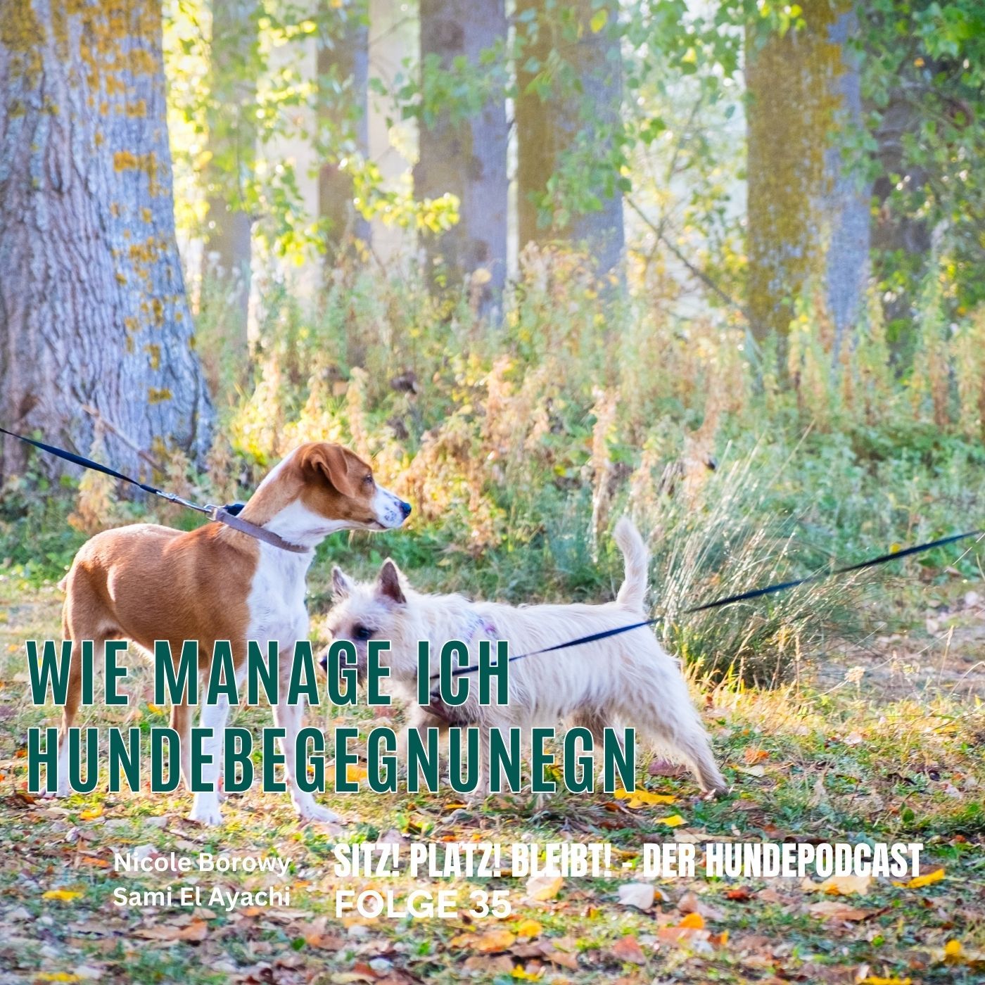 #35 Wie gehe ich mit Hundebegegnungen um?