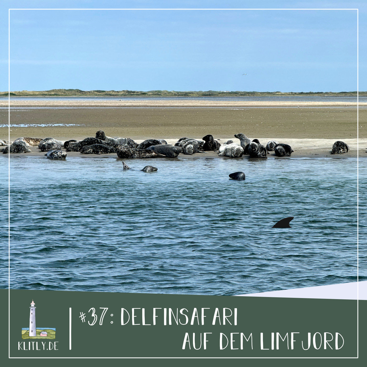 #37 - Delfinsafari auf dem Limfjord