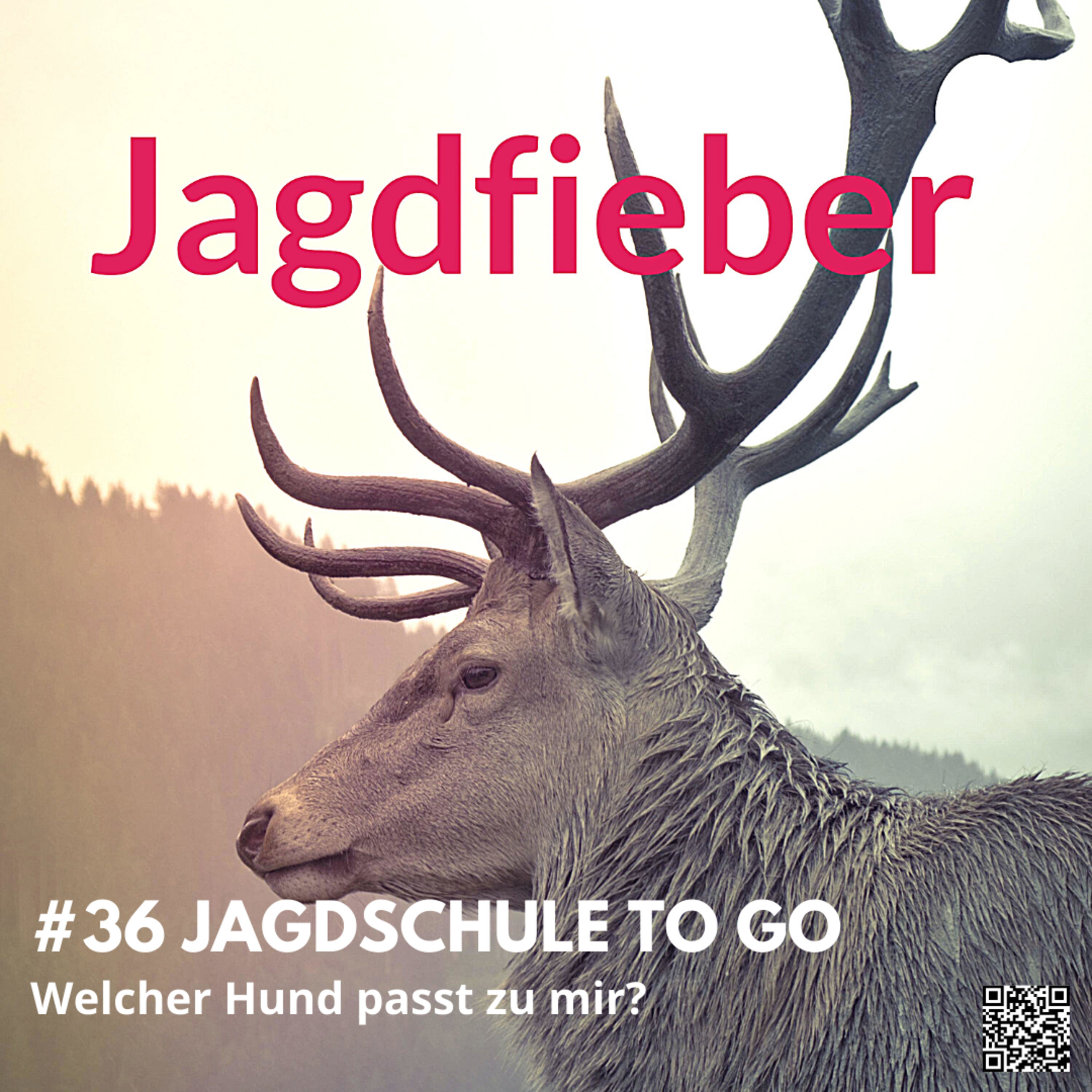 #36 Jagdschule to go Welcher Hund passt zu mir #Jagdfieber #jagdpodcast #jagdschule #sachsenjägerin #jagdfieberpodcast #jagdhunde # jagdschuletogo