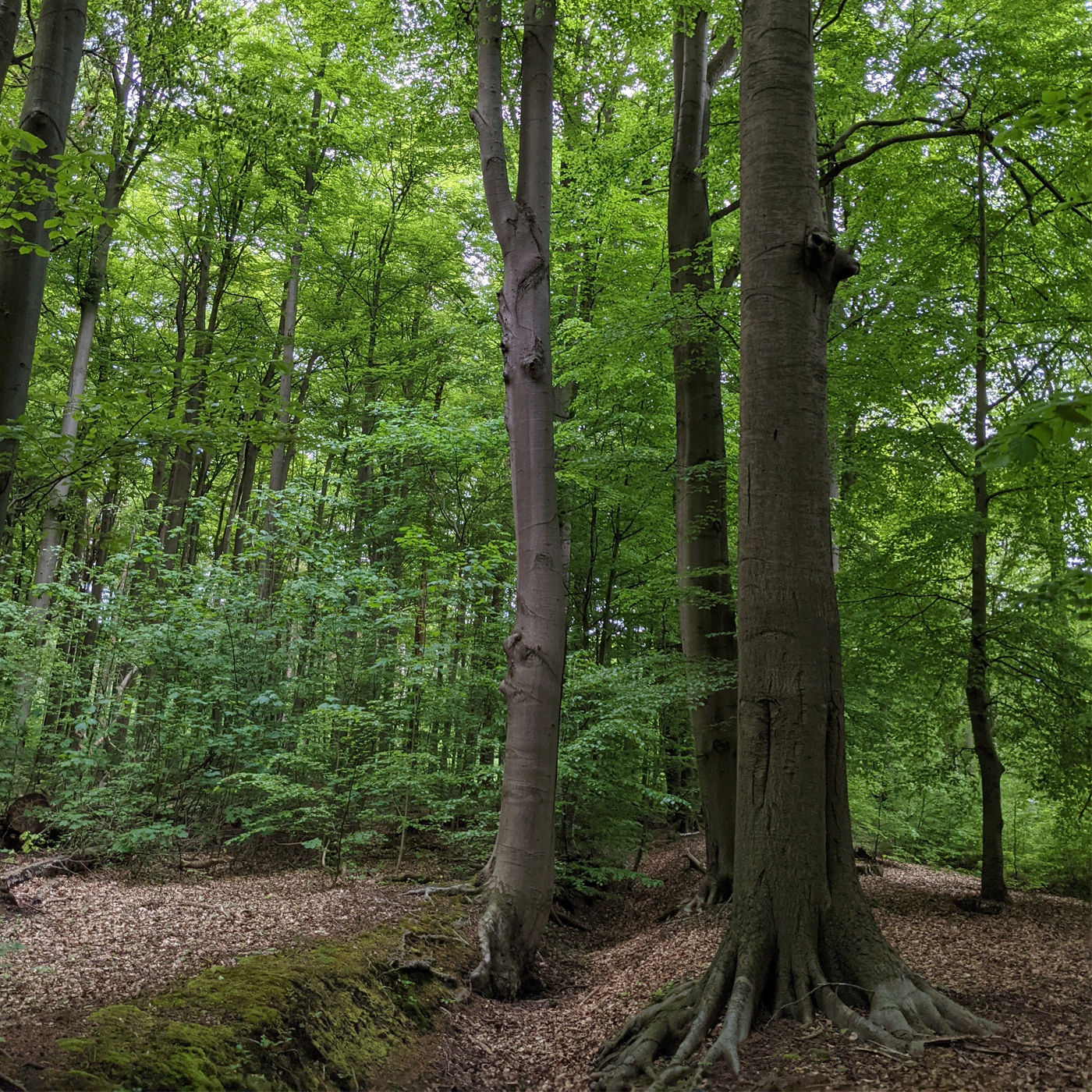 #37 Wie geht es unseren Wäldern? Über Plastik im Wald und schädliche Tiere