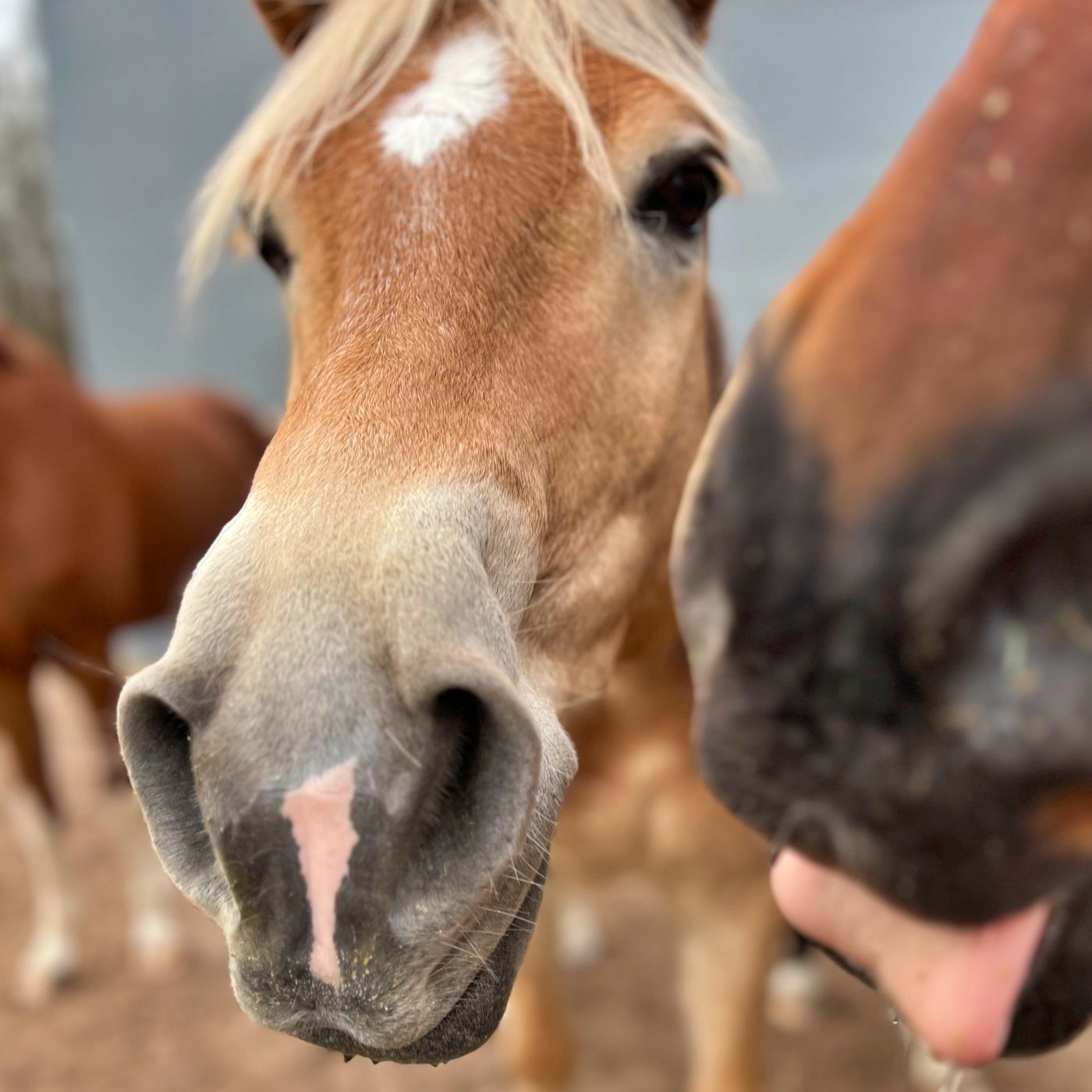#396 Neuer Reitsport-Aufreger: Herr Kukuk, wir müssen reden!