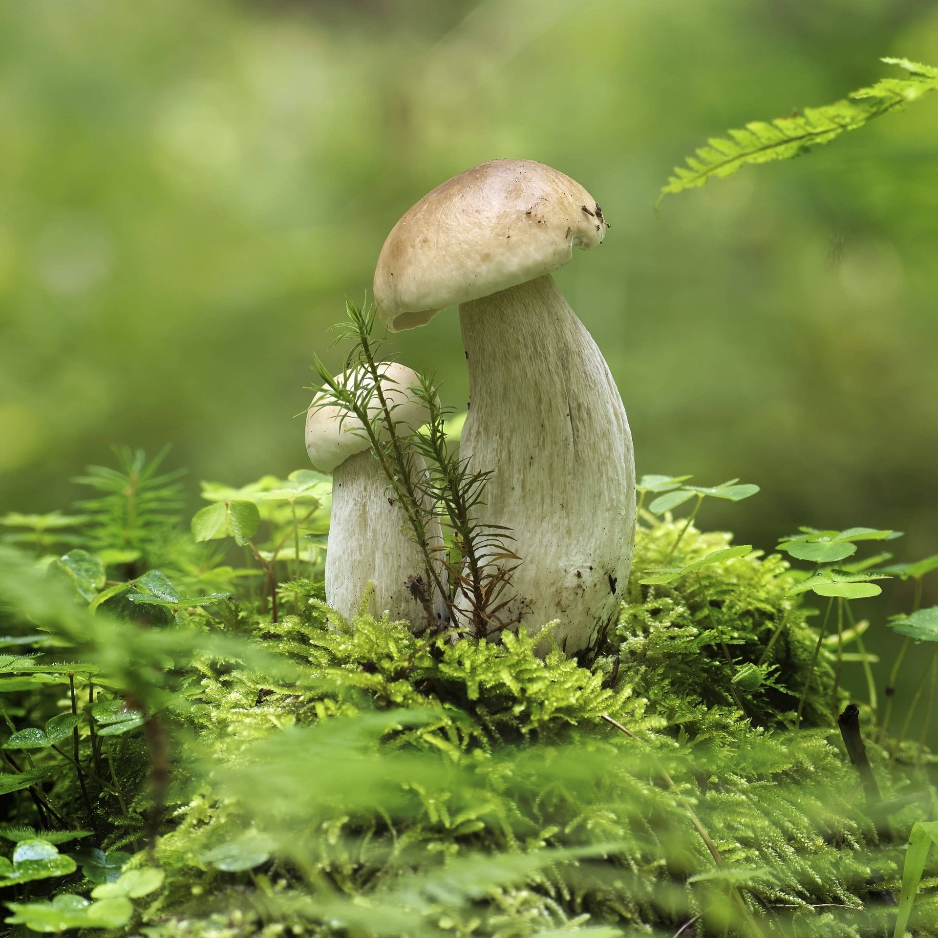 40 Jahre Tschernobyl: Darum gibt es immer noch kontaminierte Lebensmittel