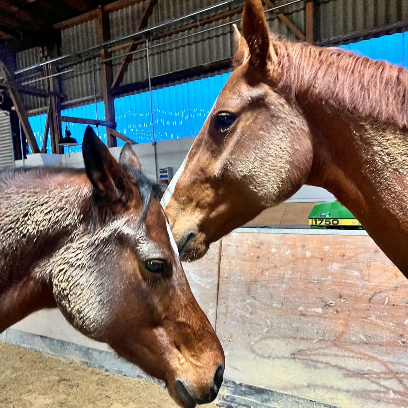 #401 Wenn Pferde die Luft anhalten