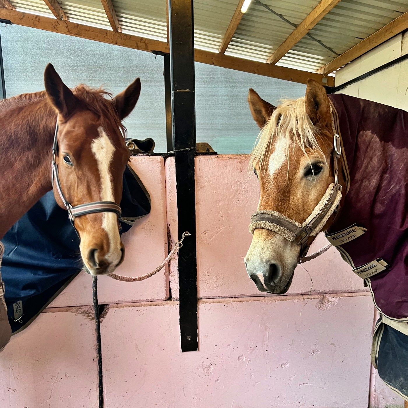 #402 Wie Sprünge Dressurpferden Beine machen