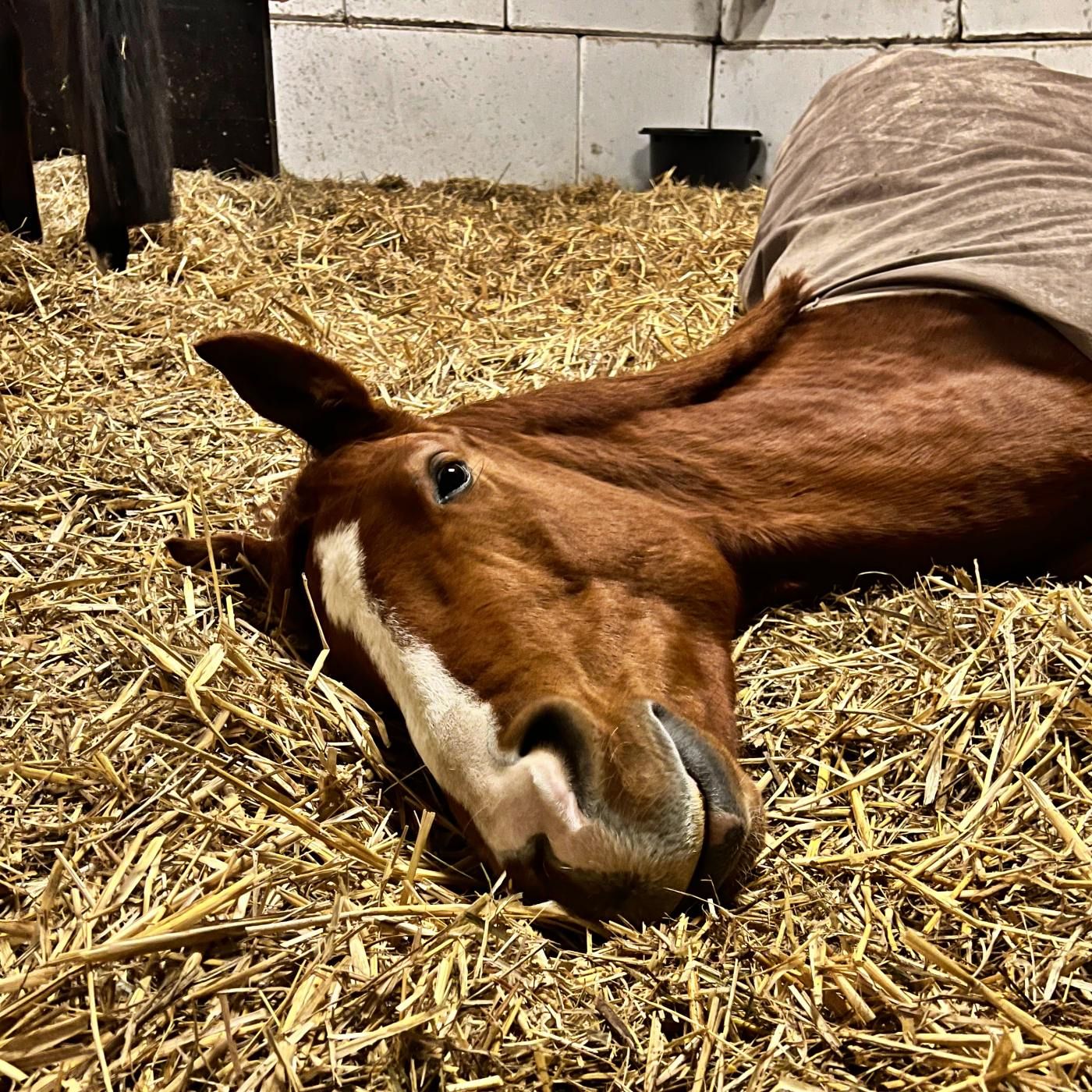 #403 Herdenträume: Wie viel Schlaf braucht ein junges Pferd?